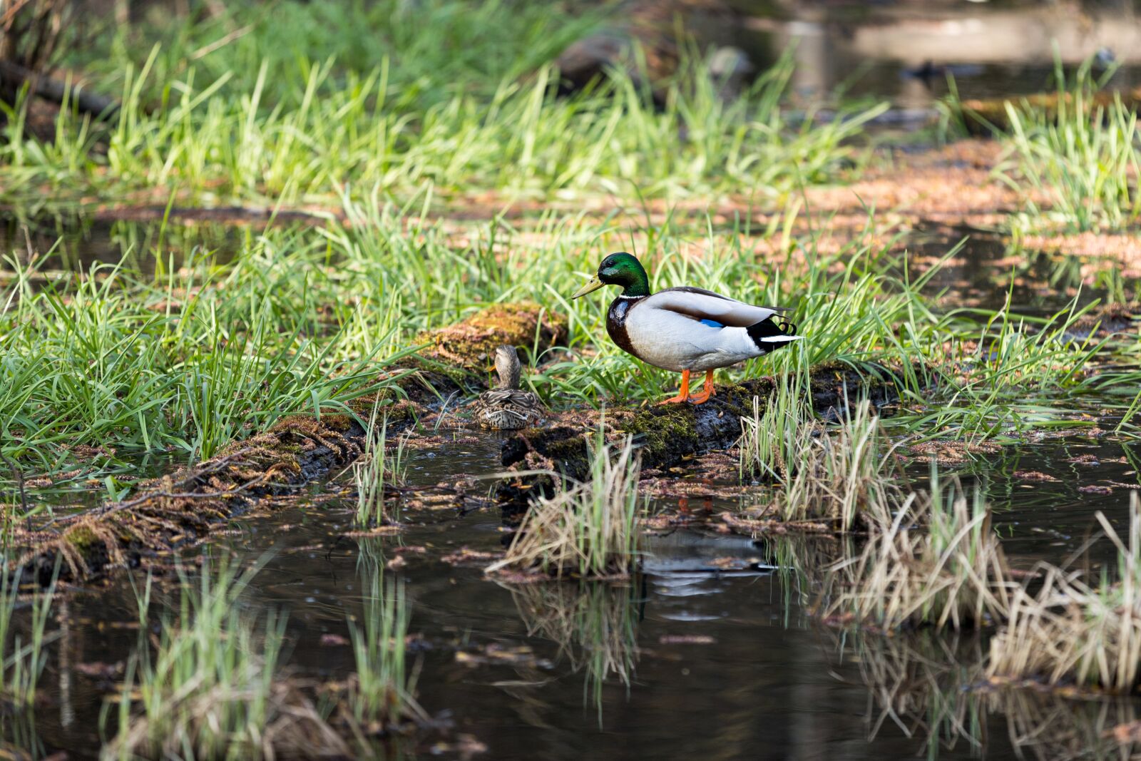 Canon EOS 6D Mark II sample photo. Duck, swamp, water photography
