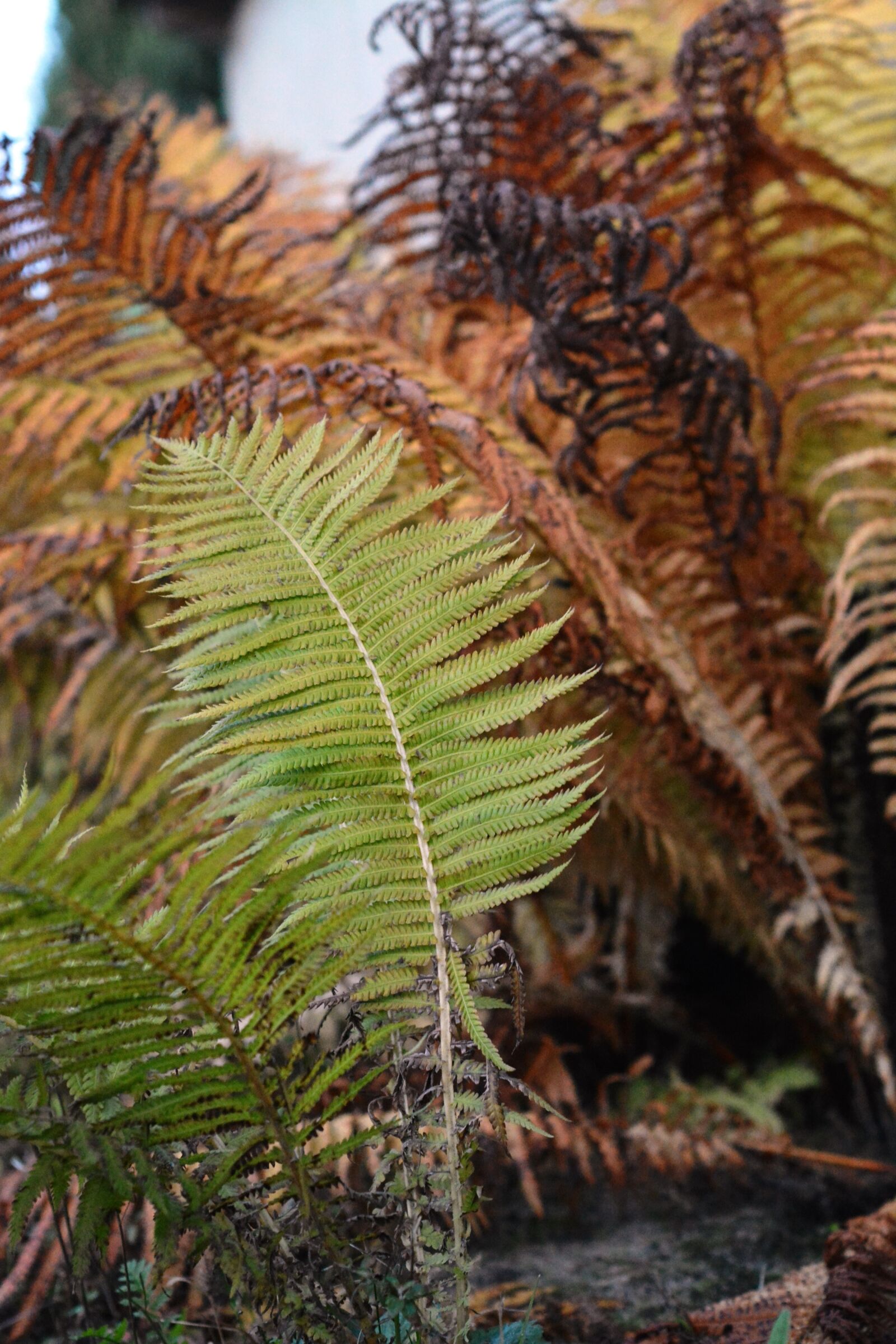 Nikon D5200 sample photo. Autumn, leaf, fern photography