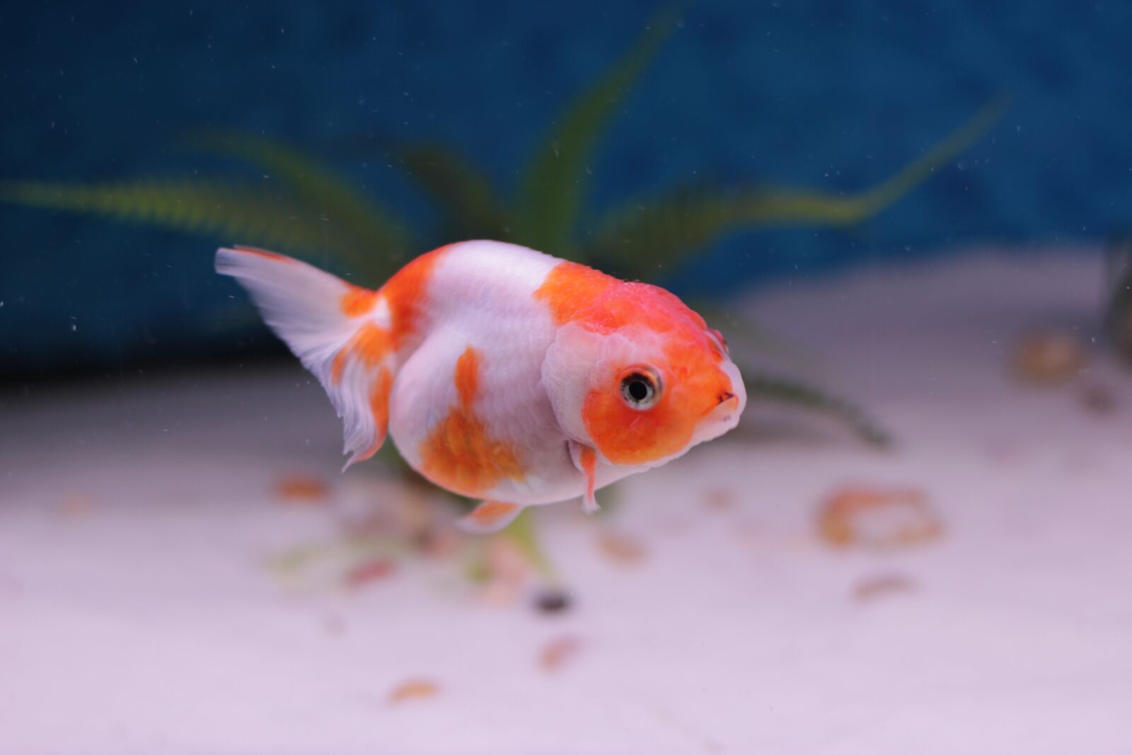 Canon EOS 550D (EOS Rebel T2i / EOS Kiss X4) sample photo. Goldfish, lion head, aquarium photography