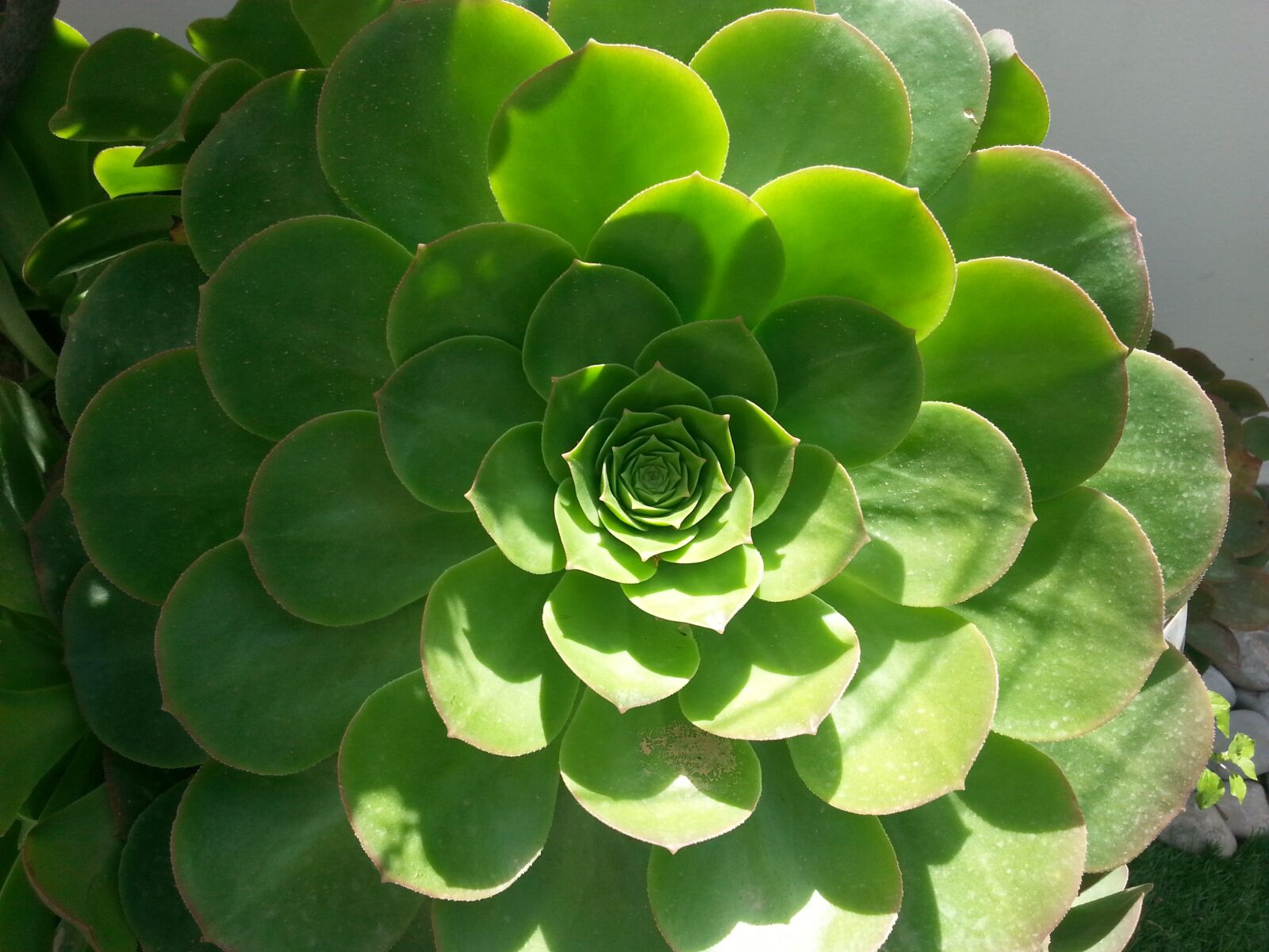 Samsung Galaxy S3 sample photo. Pi, golden ratio, sacred photography