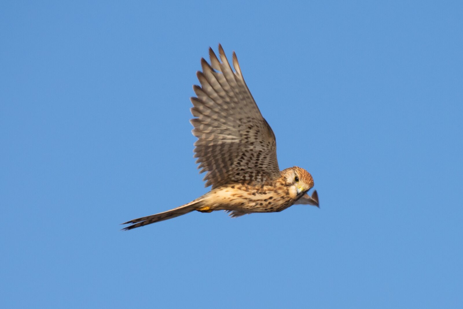 Nikon D5300 sample photo. Bird, raptor, falcon photography