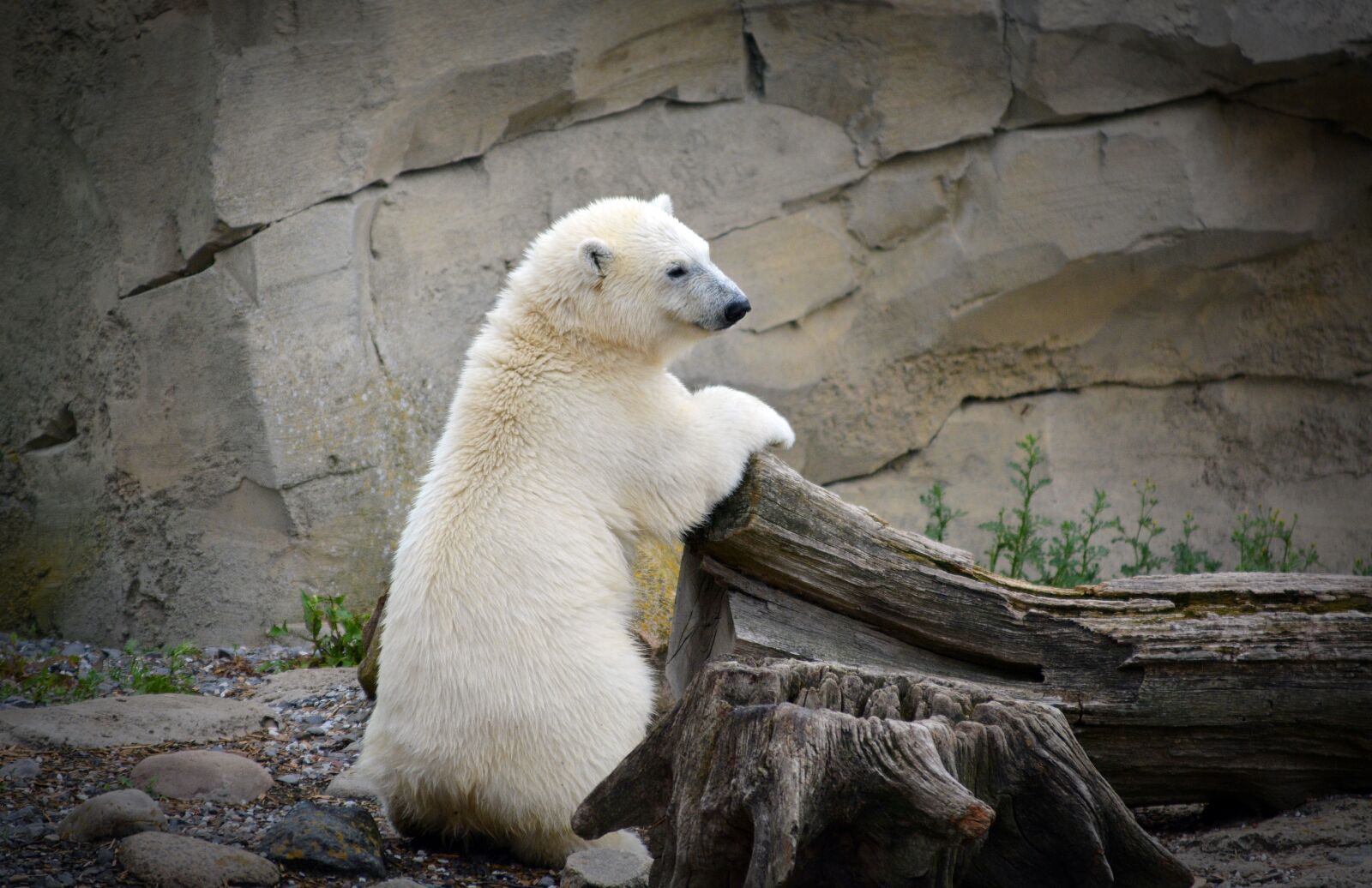 Nikon D5200 sample photo. Polar bear, young polar photography