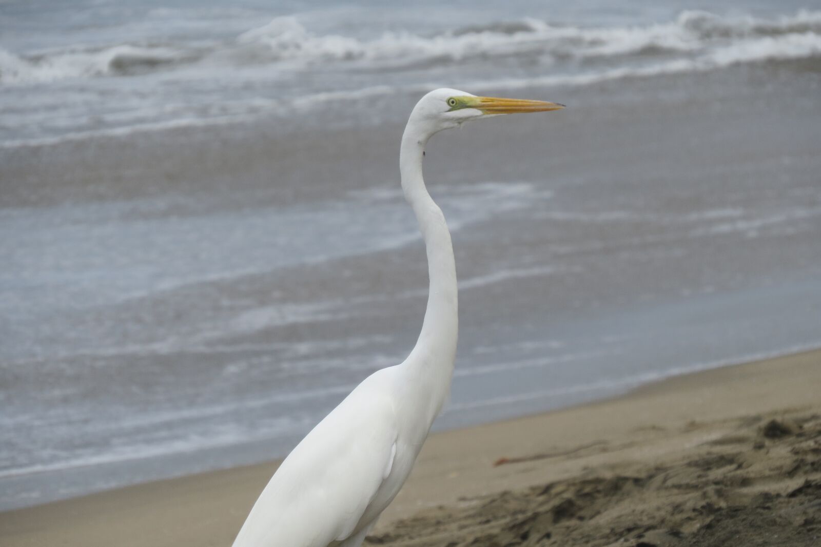 Canon PowerShot SX50 HS sample photo. Egret, bird, guerrero photography