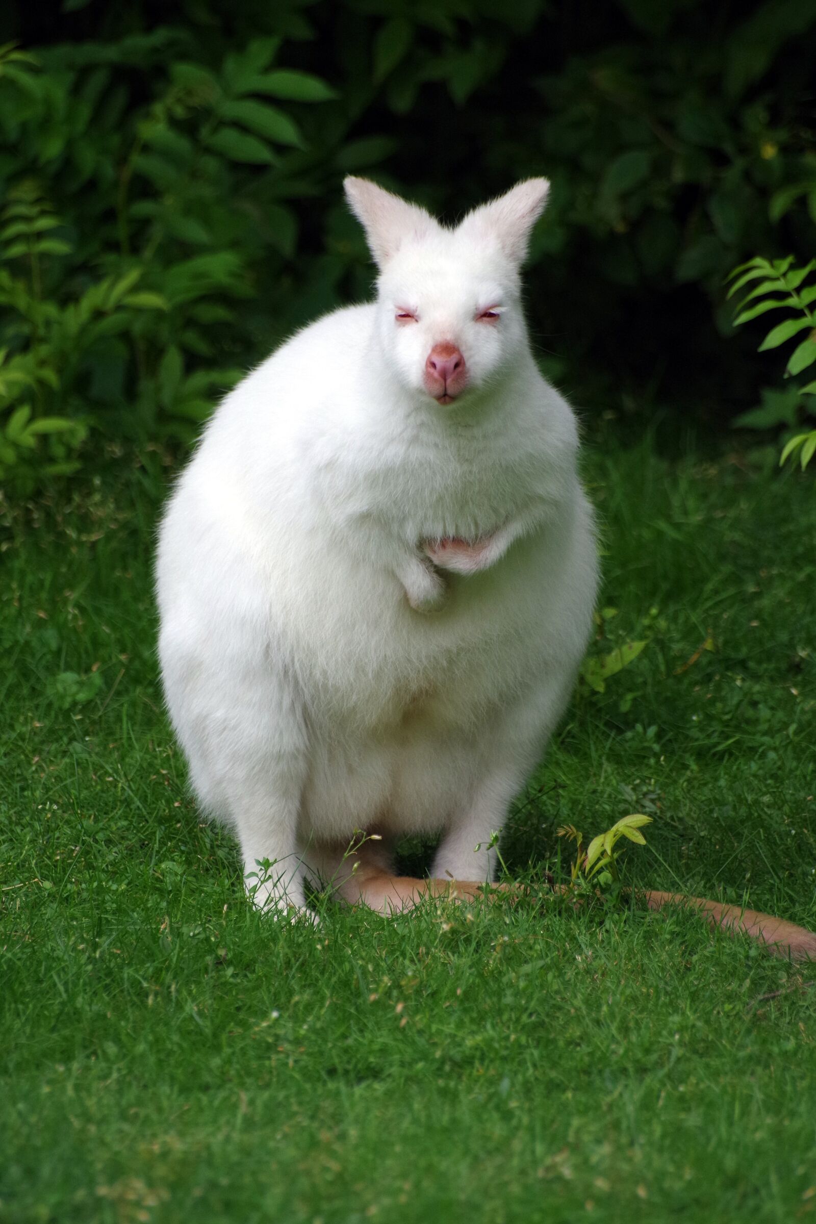 Pentax K-30 sample photo. Kangaroo, albino, white photography
