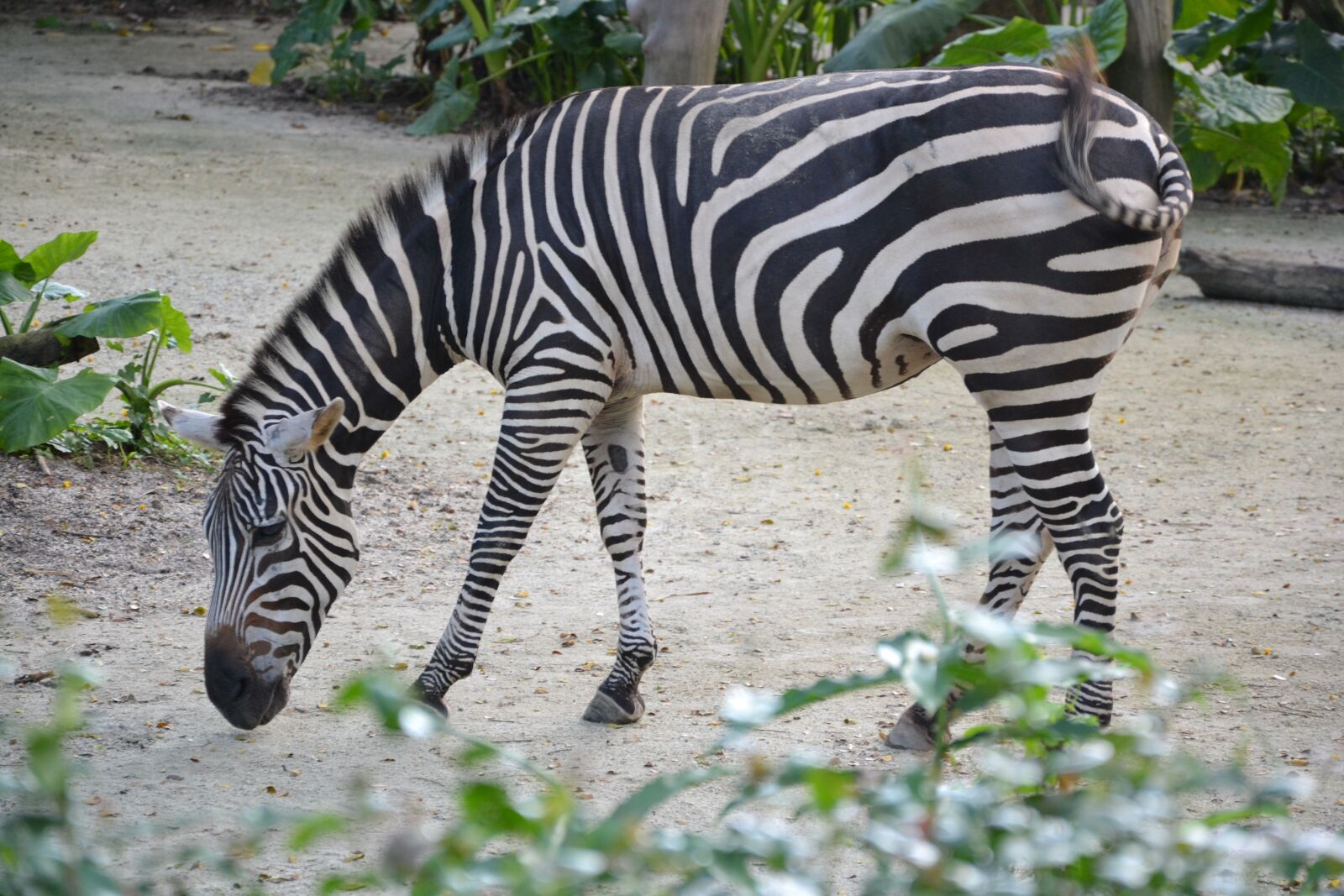 Nikon D3100 sample photo. Singapore, zebra, zoo photography