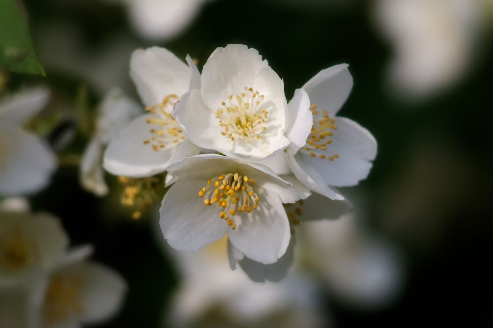 Canon EOS 1100D (EOS Rebel T3 / EOS Kiss X50) sample photo. Summer, flowers, jasmine photography