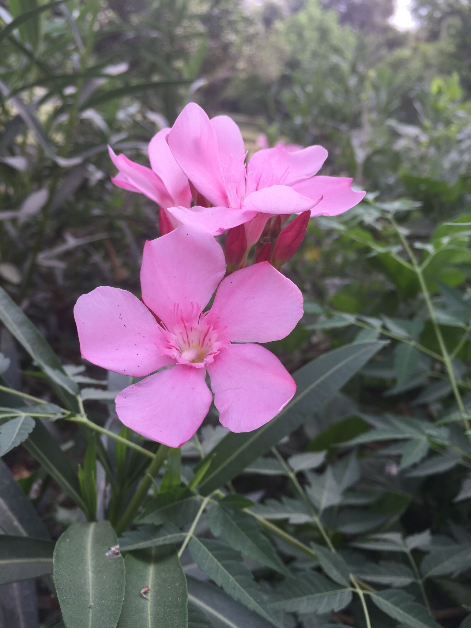 Apple iPhone 6 sample photo. Flower, garden, pink photography