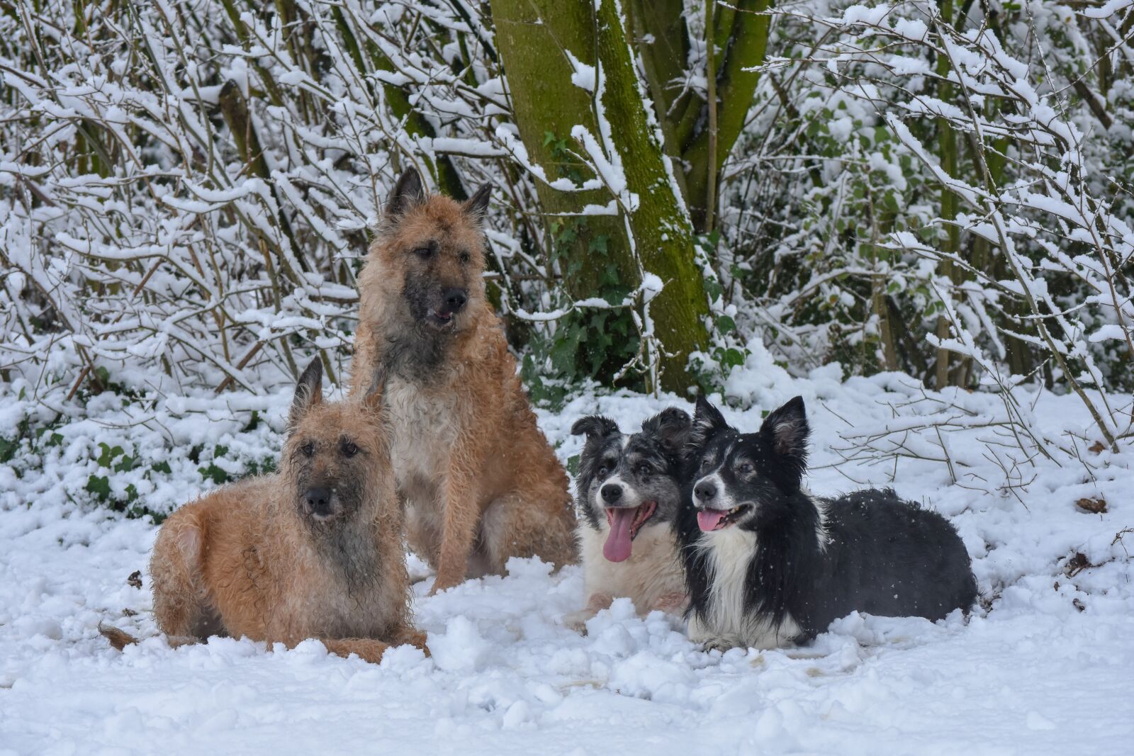 Nikon D7200 sample photo. Dogs, snow, winter photography