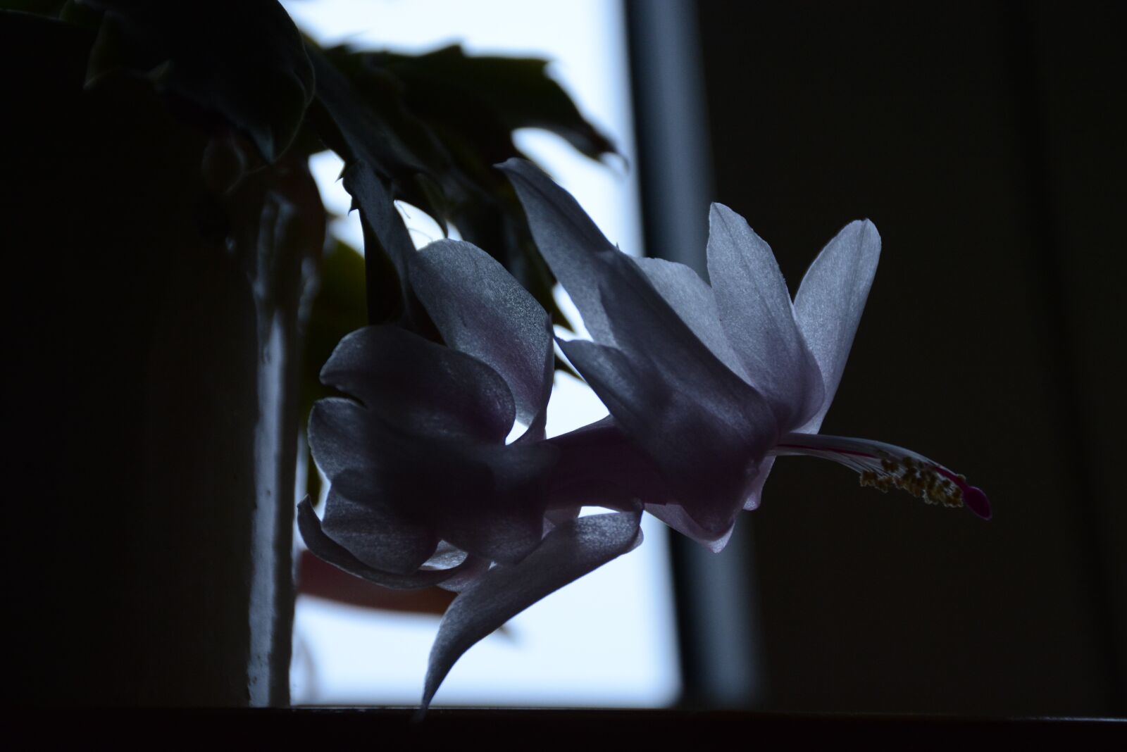 Nikon D7100 sample photo. Cactus, easter, flower photography