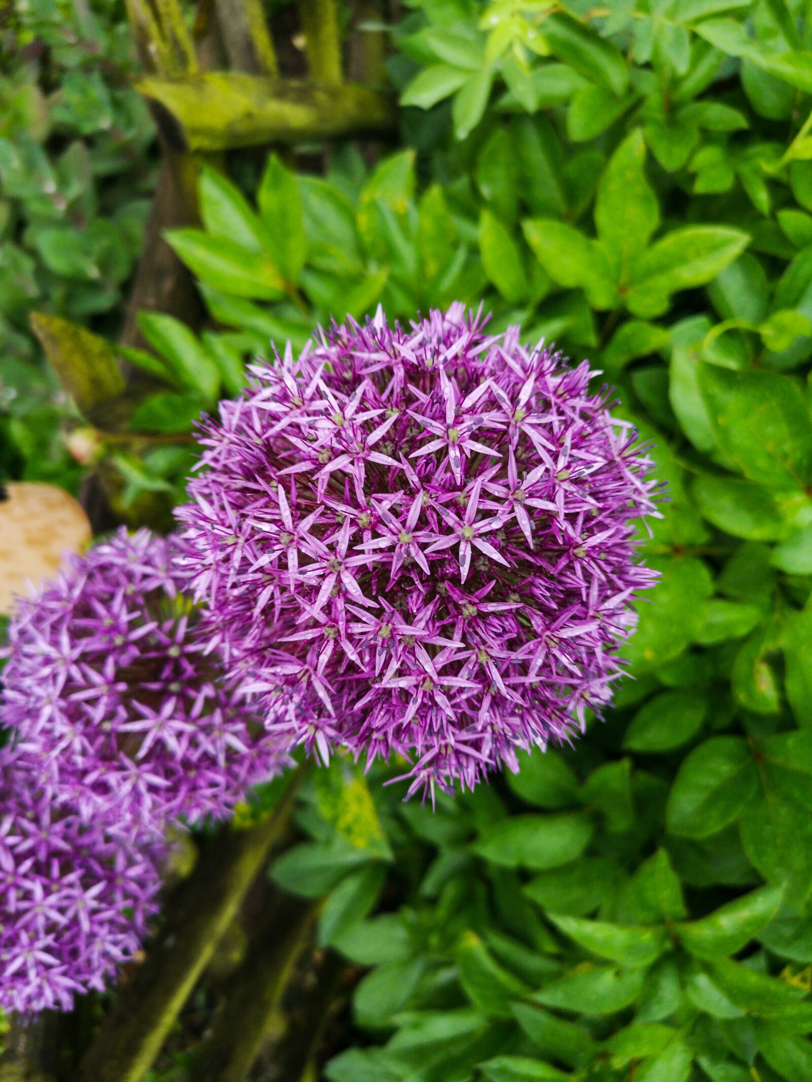 HUAWEI CLT-L29 sample photo. Nature, garden, purple photography