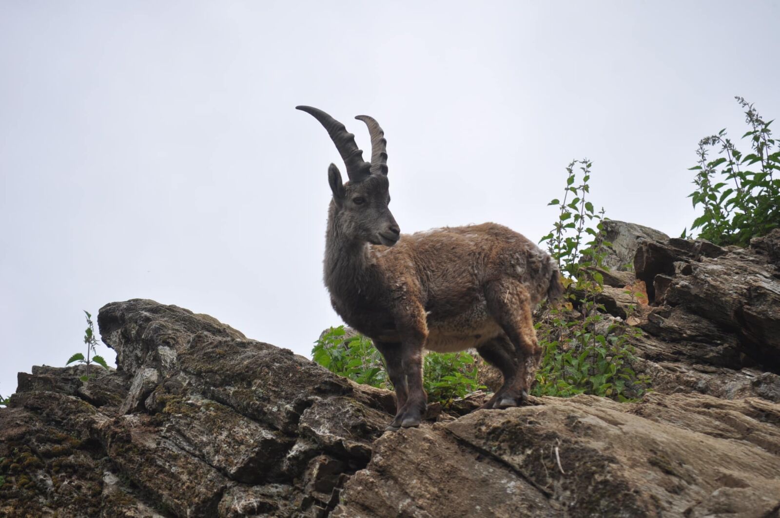 Nikon D5000 sample photo. Rock climber, wilderness, wildlife photography