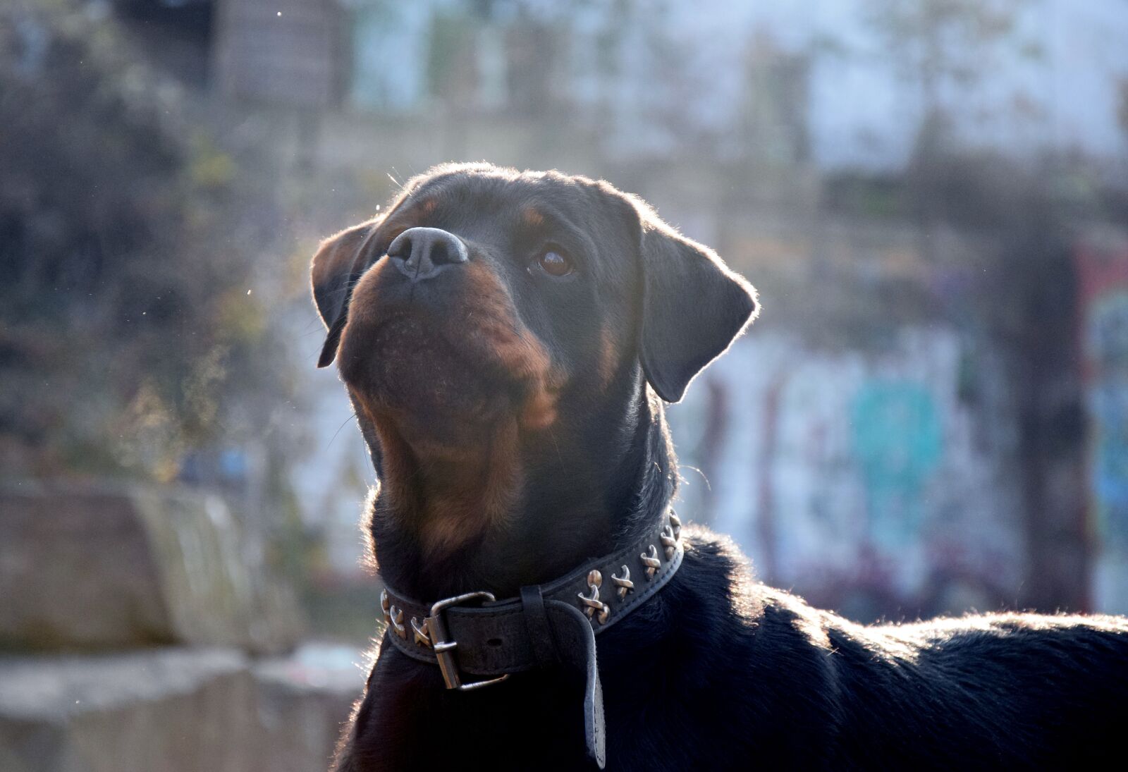 Nikon D3300 sample photo. Dog, winter, fog photography