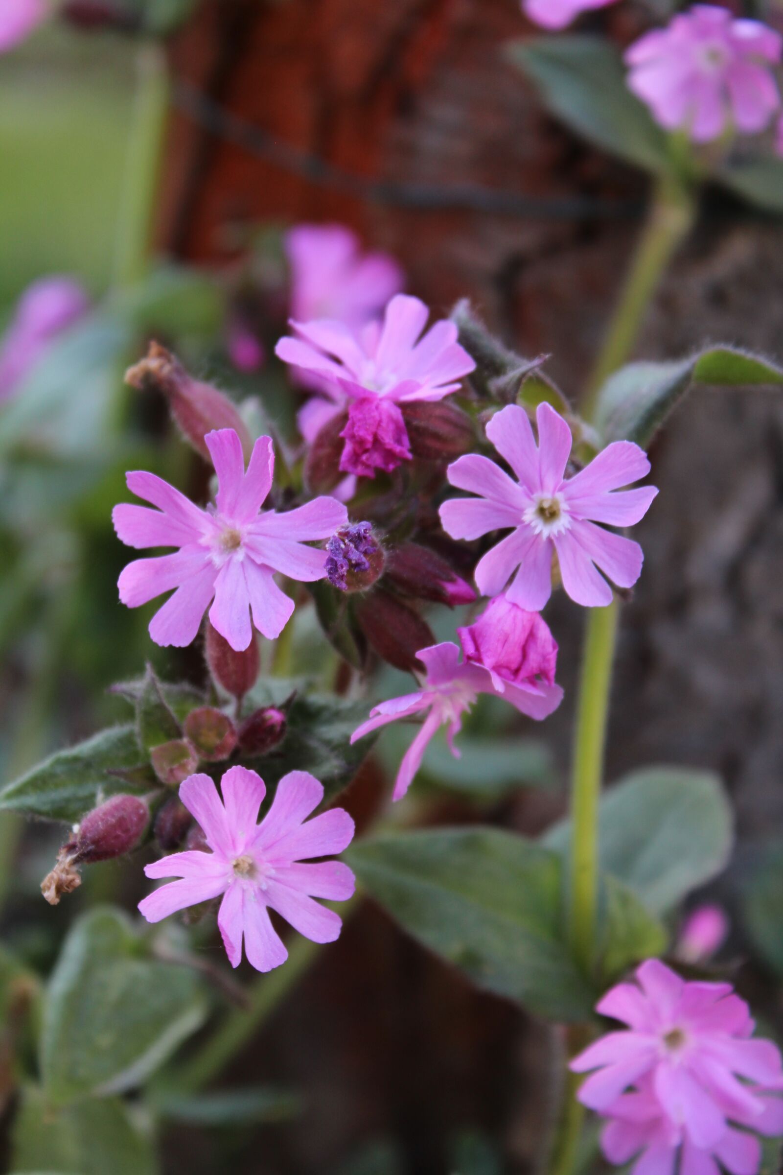 Canon EOS 1300D (EOS Rebel T6 / EOS Kiss X80) sample photo. Flower, pink, spring photography