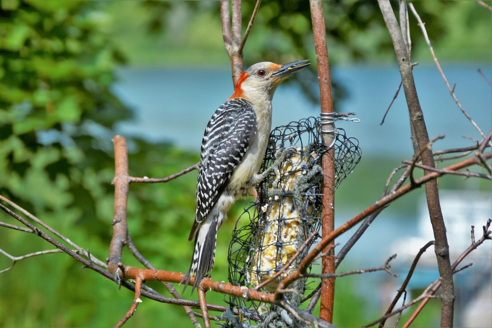 Nikon D7100 sample photo. Bird, woodpecker, red-bellied photography