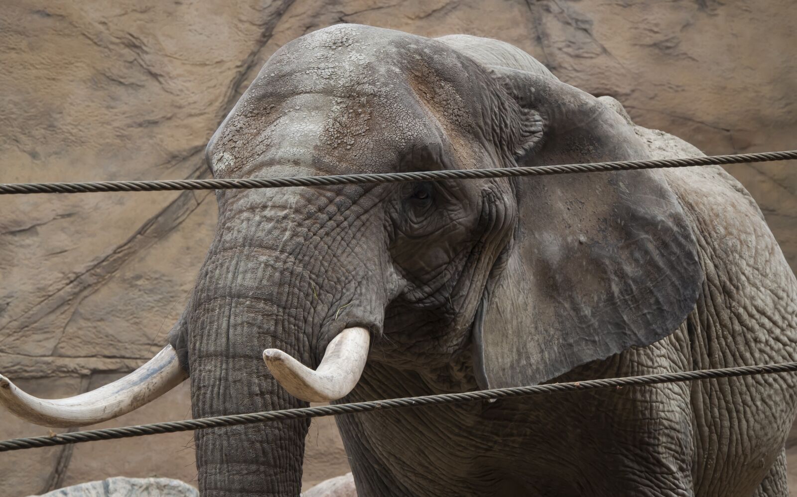 Nikon D5000 sample photo. Elephant, zoo, animal photography