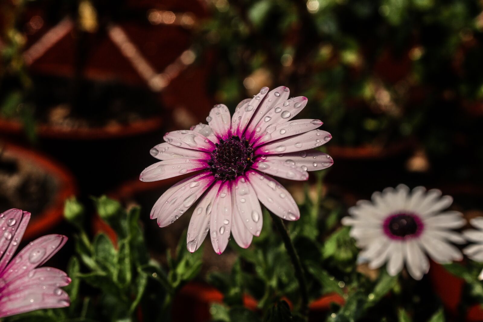 Canon EOS 700D (EOS Rebel T5i / EOS Kiss X7i) sample photo. Nature, purple flowers, wallpaper photography