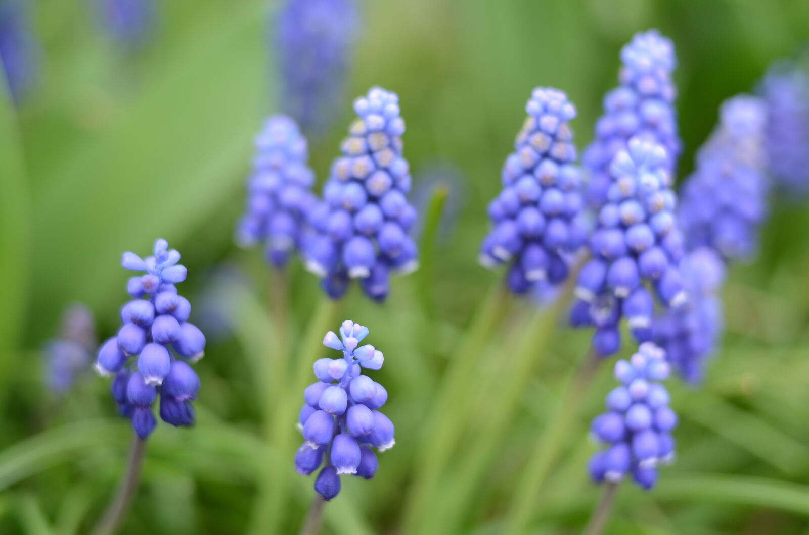 Nikon D5100 sample photo. Blue, flower, flowers photography