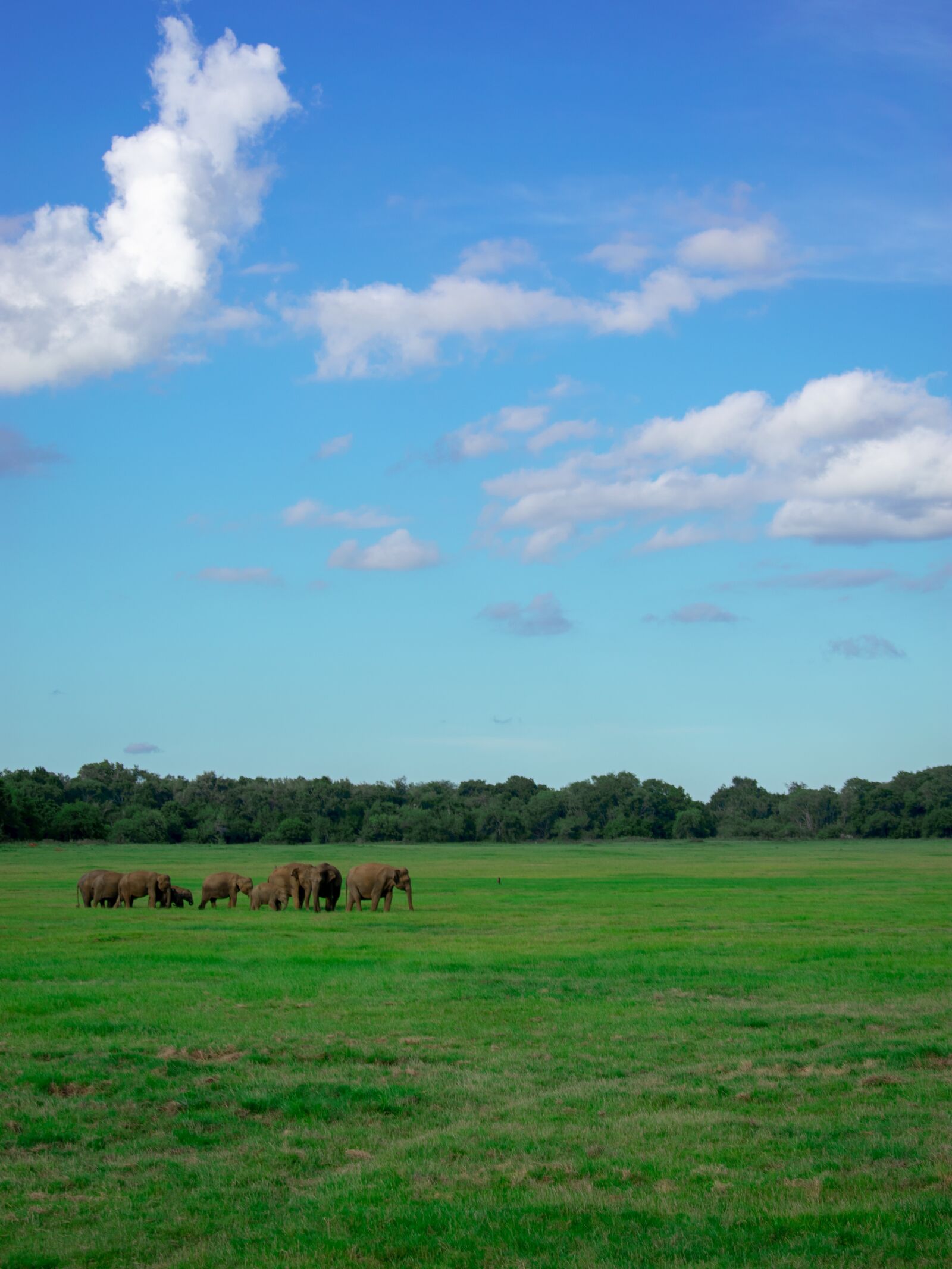 Nikon D3400 sample photo. Elephant, safari, green photography