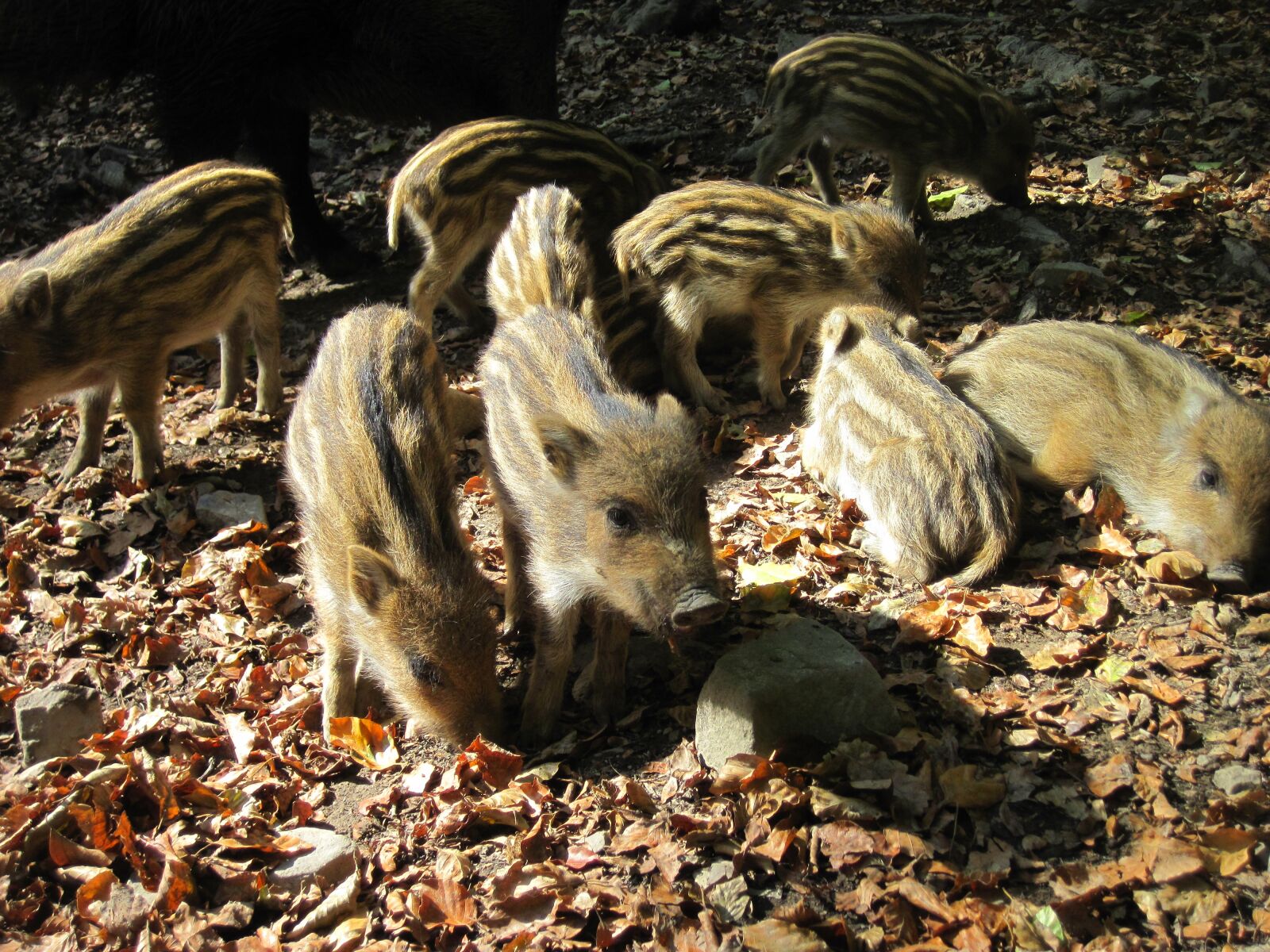 Canon PowerShot D10 sample photo. Little pig, wild boars photography