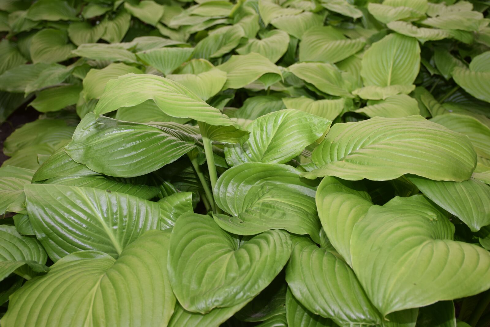 Nikon D3300 sample photo. Shadow lilies, hosta plantaginea photography
