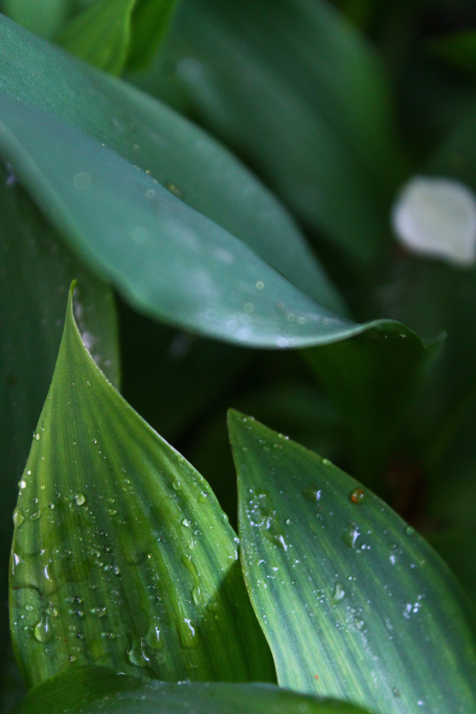 Canon EOS 1100D (EOS Rebel T3 / EOS Kiss X50) sample photo. Leaves, greens, drops photography
