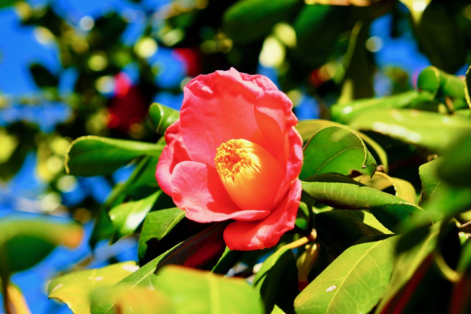 Fujifilm X-T10 sample photo. Flower, pink, blue photography