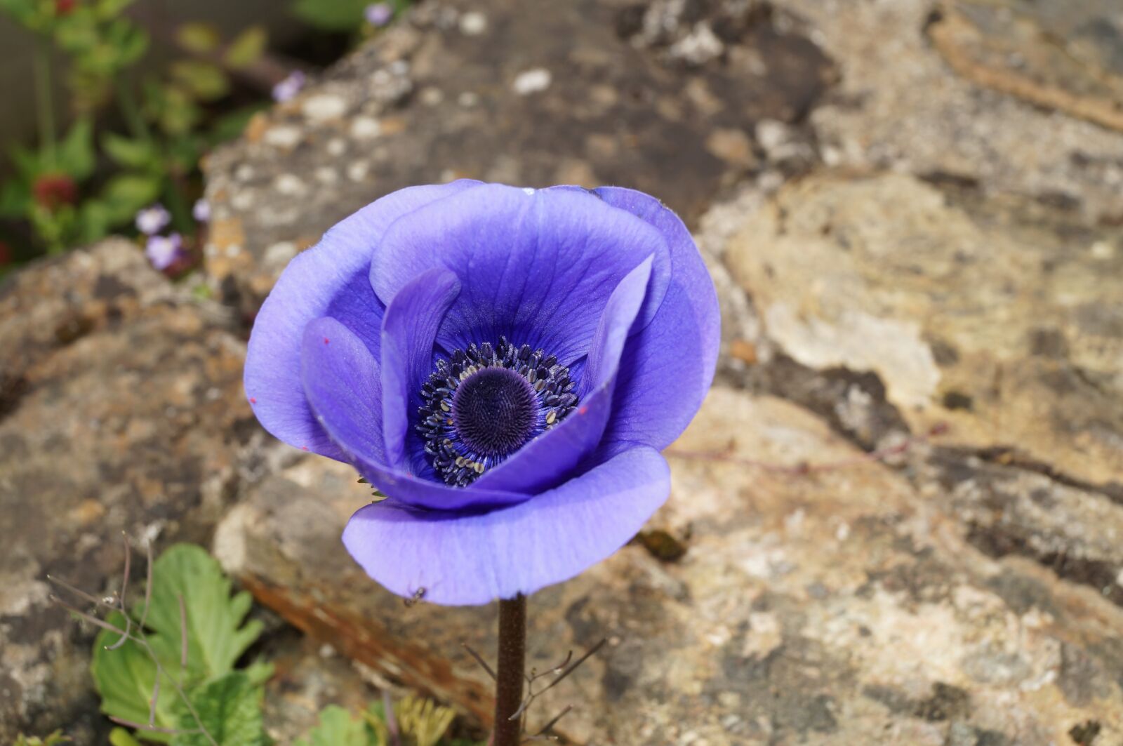 Sony SLT-A37 sample photo. Flower, purple flower, pansy photography