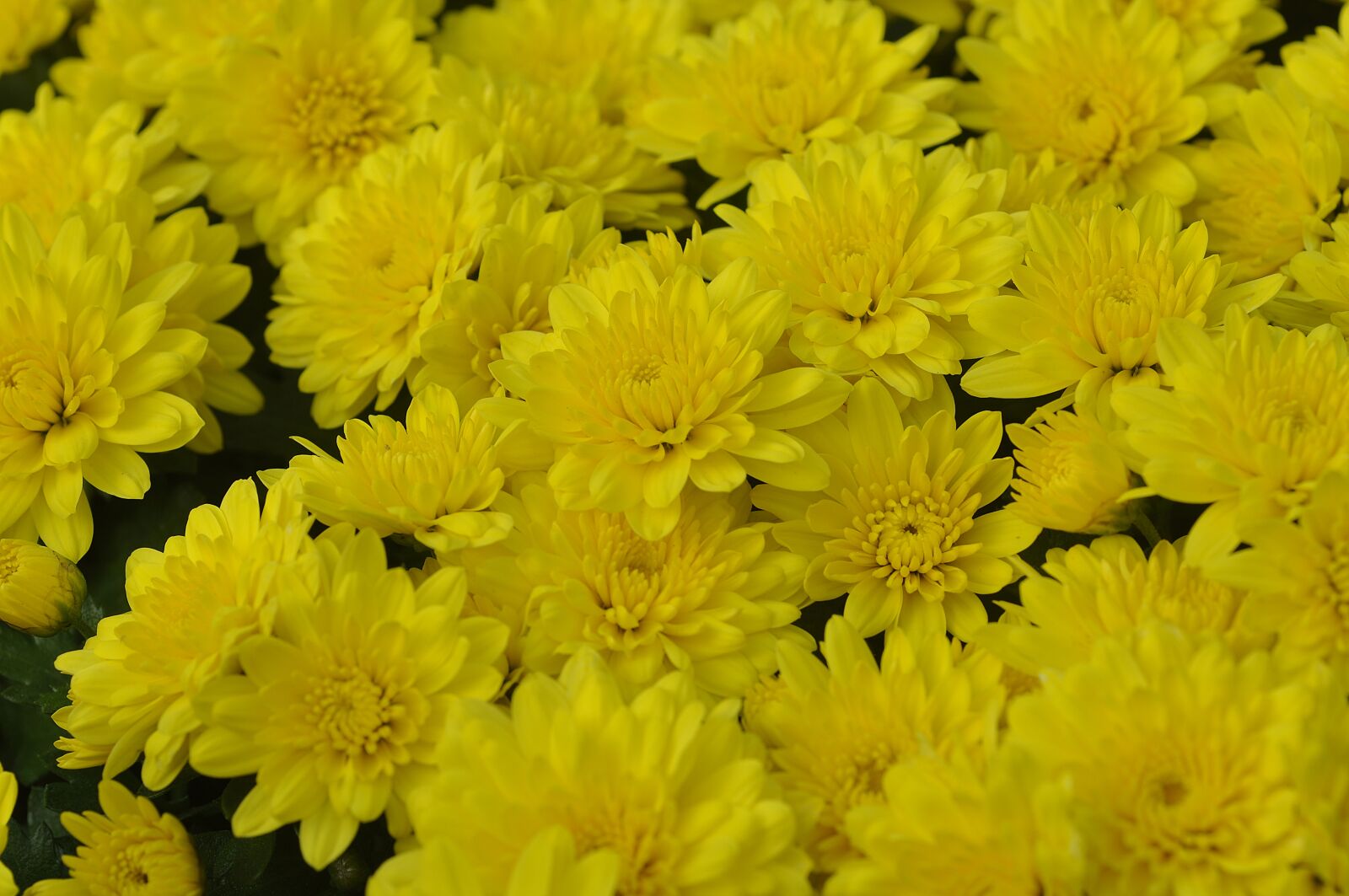Nikon D90 sample photo. Yellow, color, chrysanthemum photography