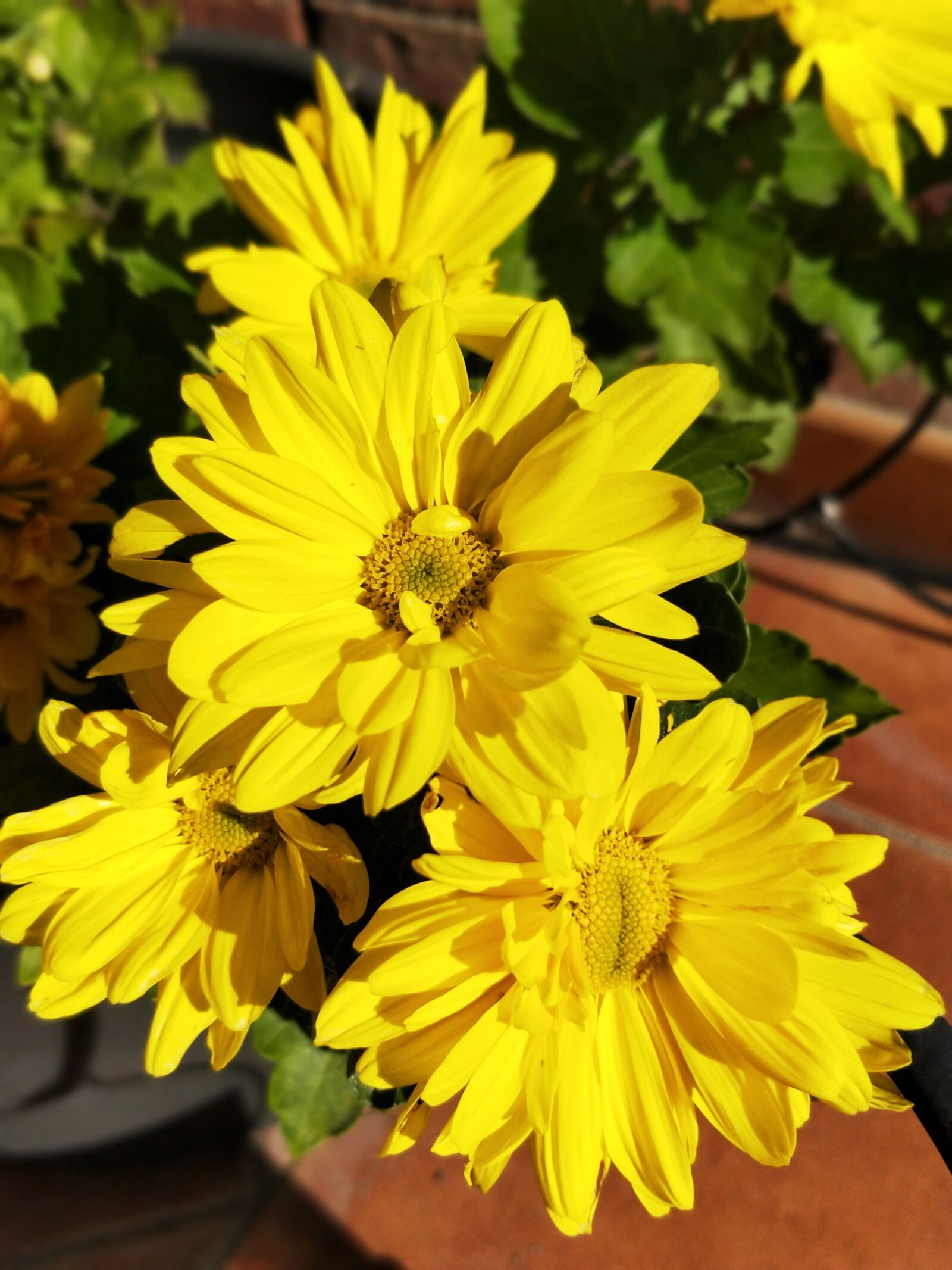 OnePlus 5 sample photo. Flower, yellow, daisy photography