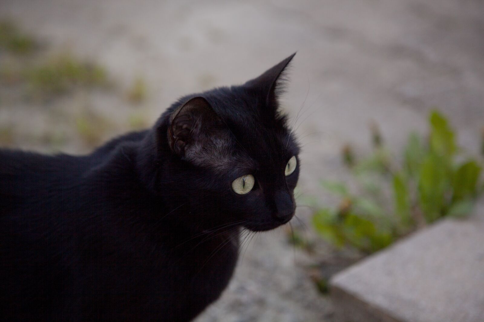 Canon EOS 5D Mark II + Canon EF 24-105mm F4L IS USM sample photo. Cat, black, eyes photography