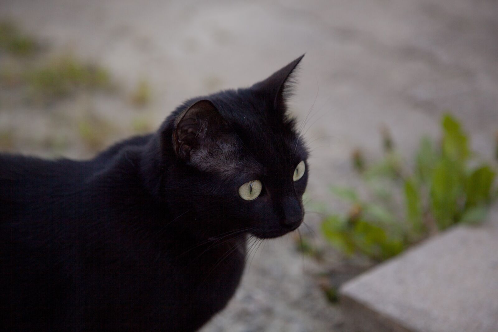 Canon EOS 5D Mark II sample photo. Cat, black, eyes photography