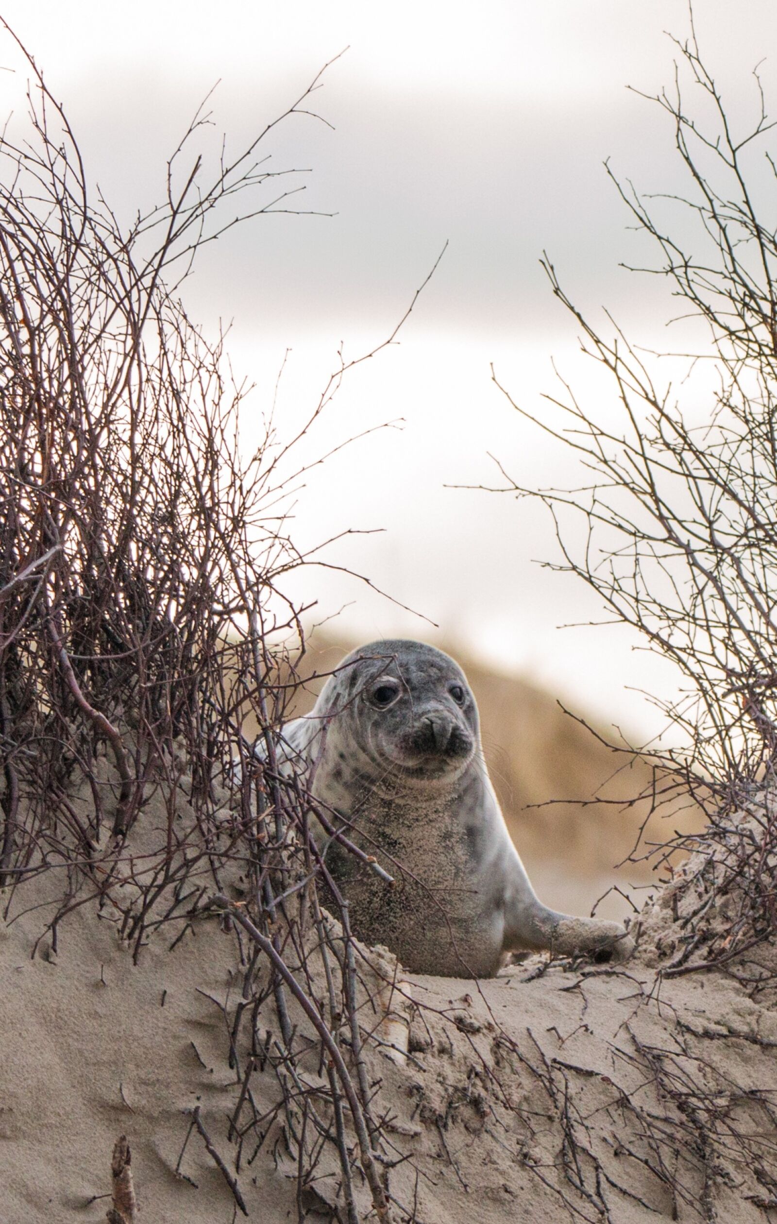 Canon EOS 70D + 150-600mm F5-6.3 DG OS HSM | Contemporary 015 sample photo. Robbe, grey seal, helgoland photography