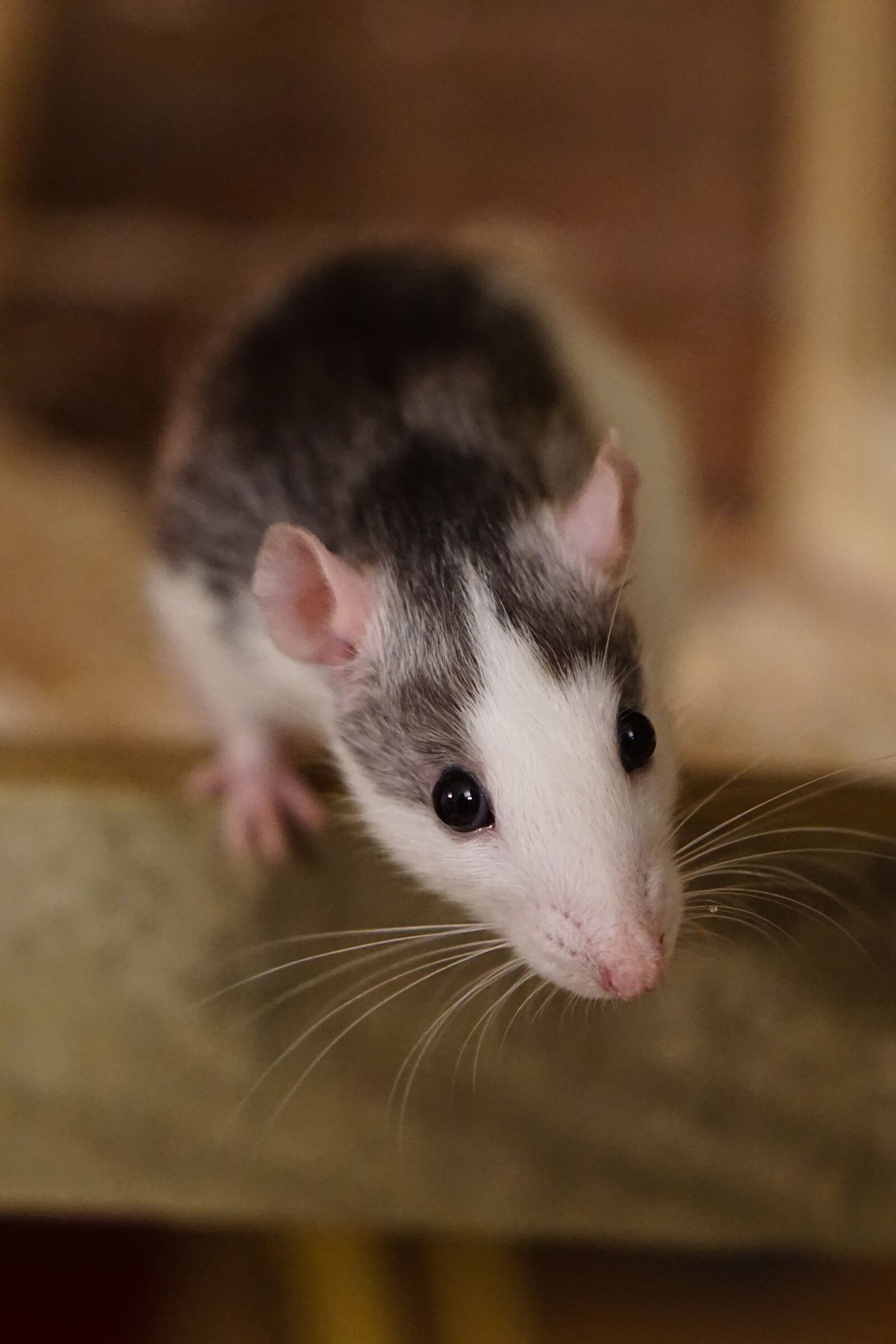 E 50mm F1.8 OSS sample photo. Rat, color rats, sweet photography