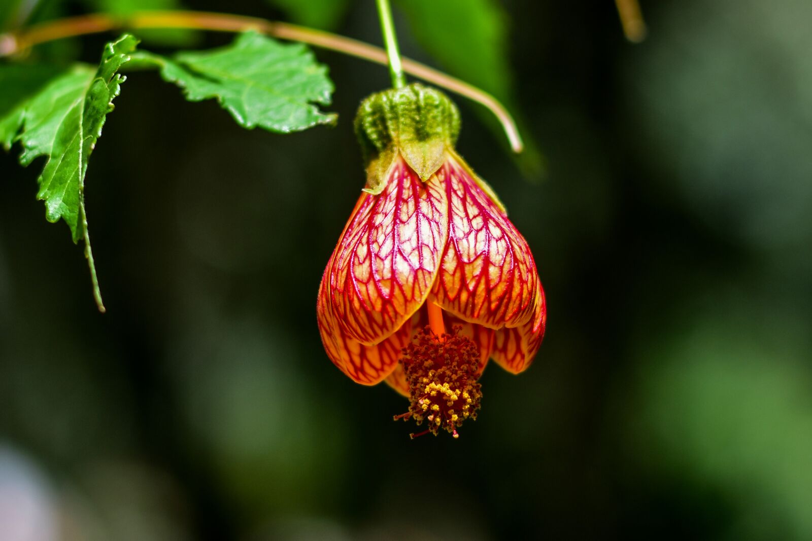 Nikon D3400 sample photo. Flower, beauty, plant photography