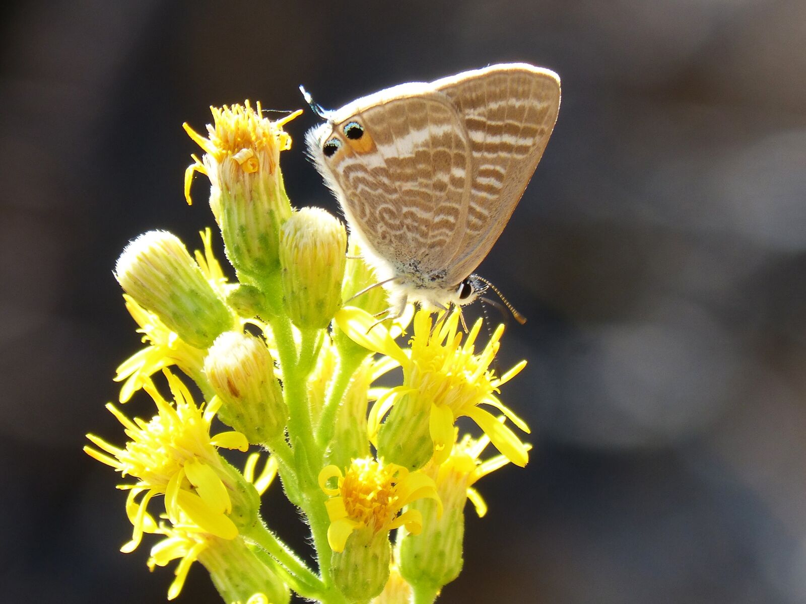 Panasonic DMC-FZ62 sample photo. Butterfly, teenindusega boeticus, flower photography