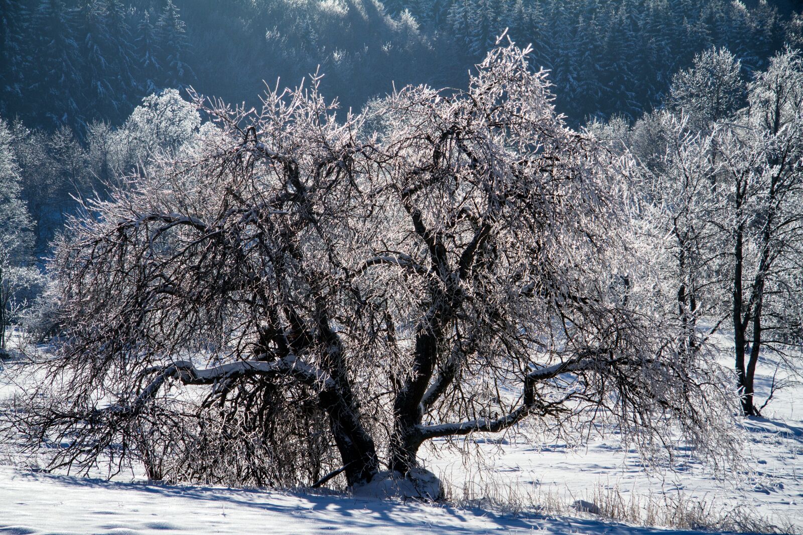 Canon EOS 7D sample photo. Winter, snow, wintry photography