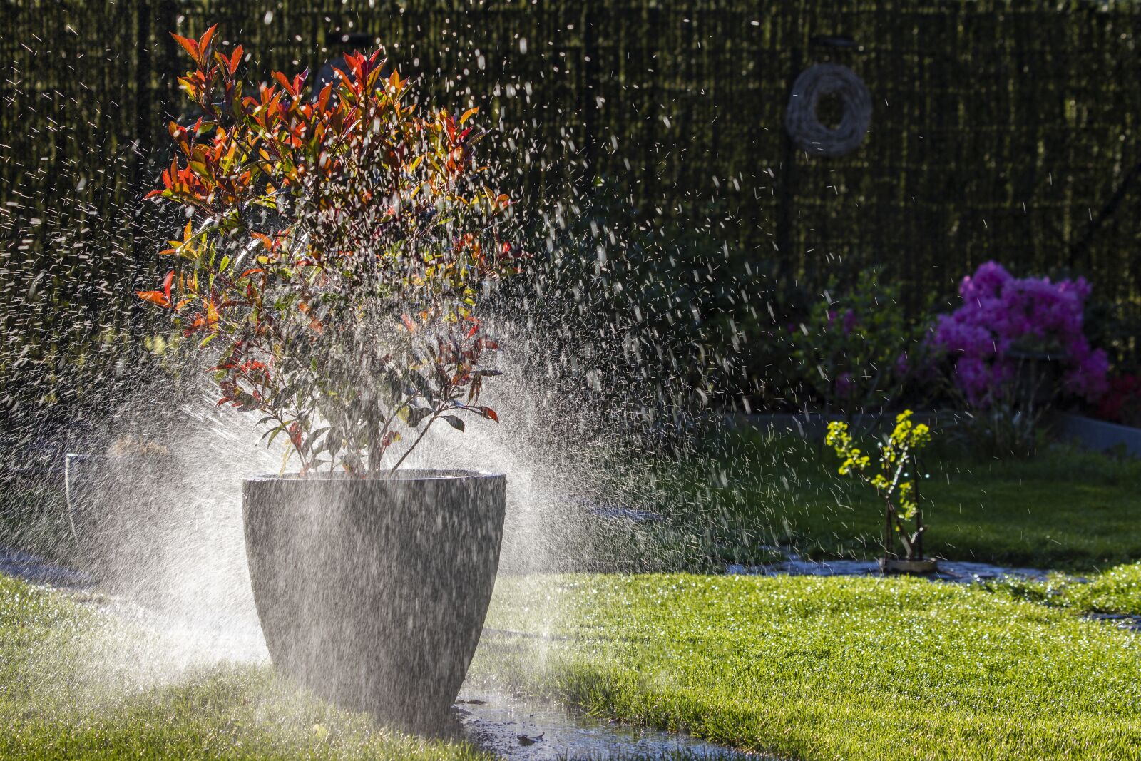 Canon EOS 6D Mark II + Canon EF 70-300 F4-5.6 IS II USM sample photo. Against day, watering, garden photography