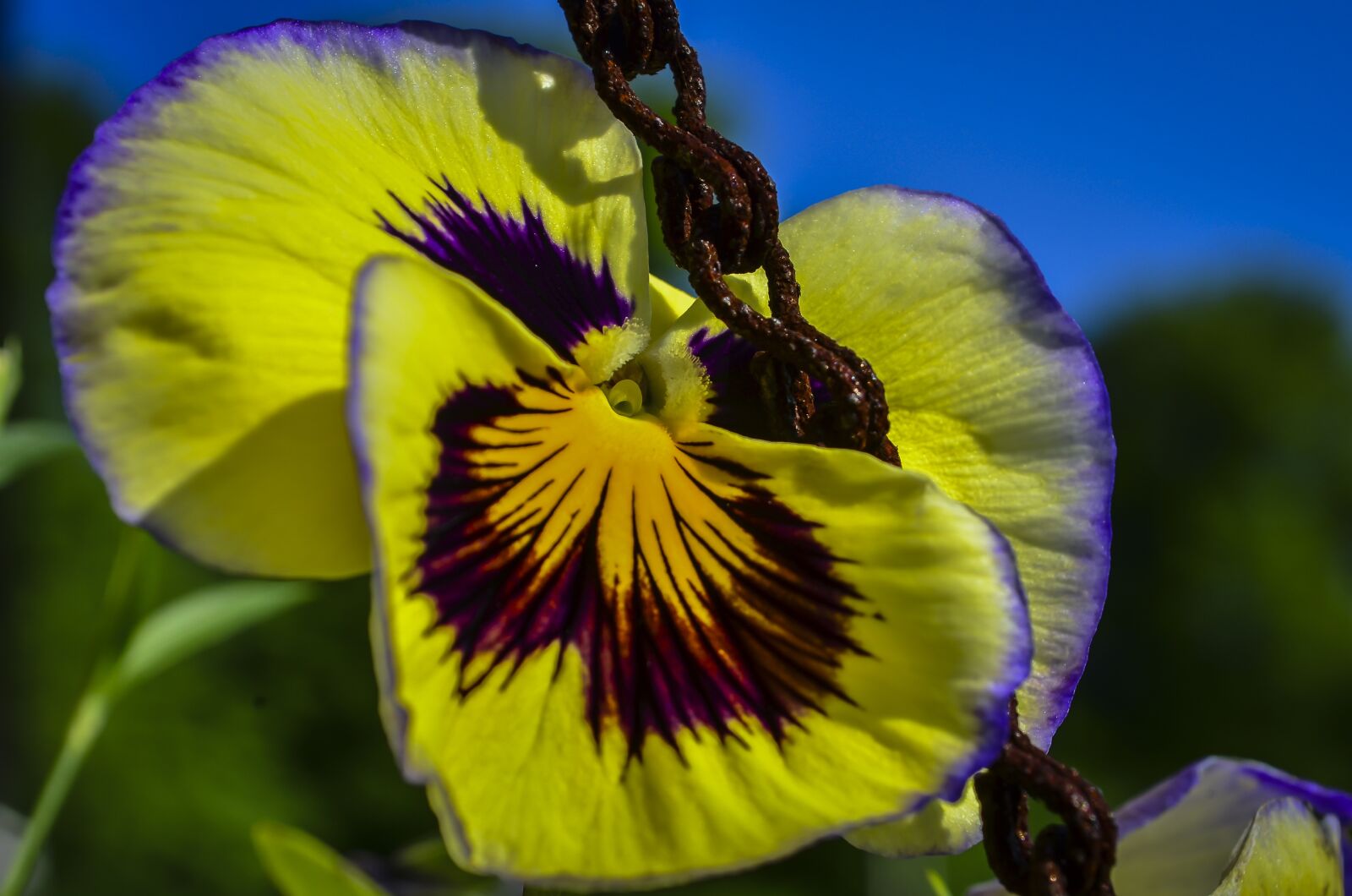 Nikon D5100 sample photo. Flower, pansy, plant photography