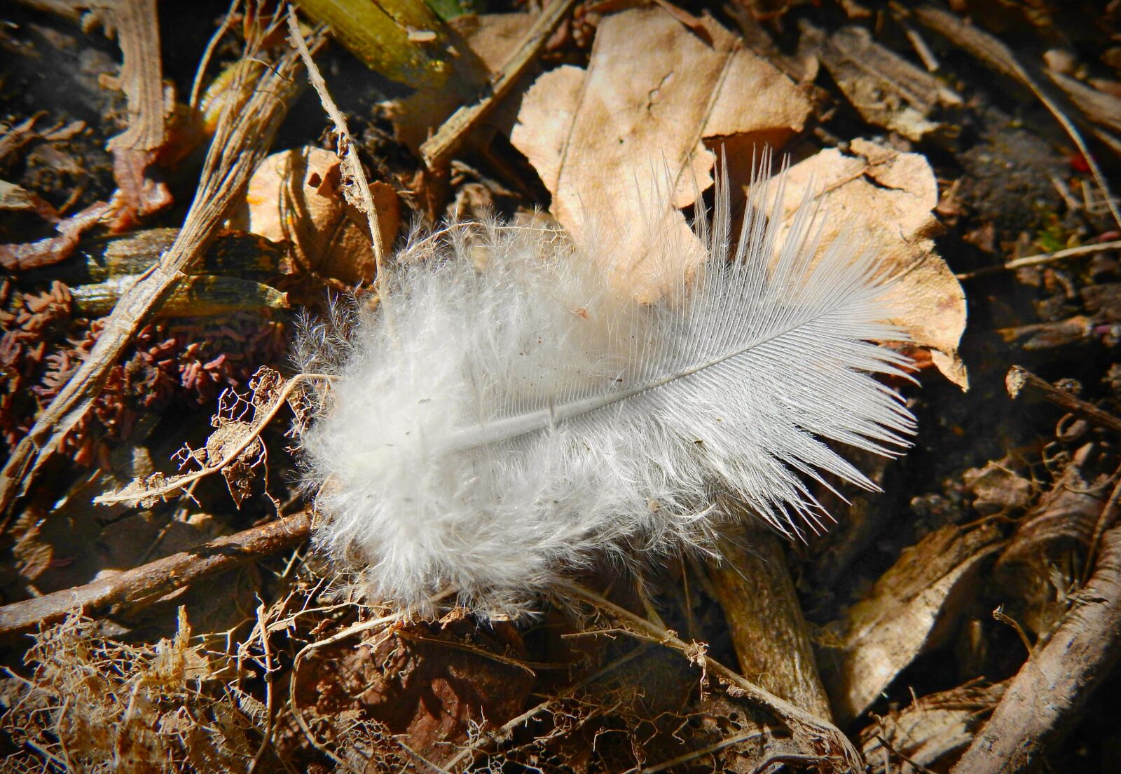 Nikon Coolpix P900 sample photo. Bird, feather, down photography