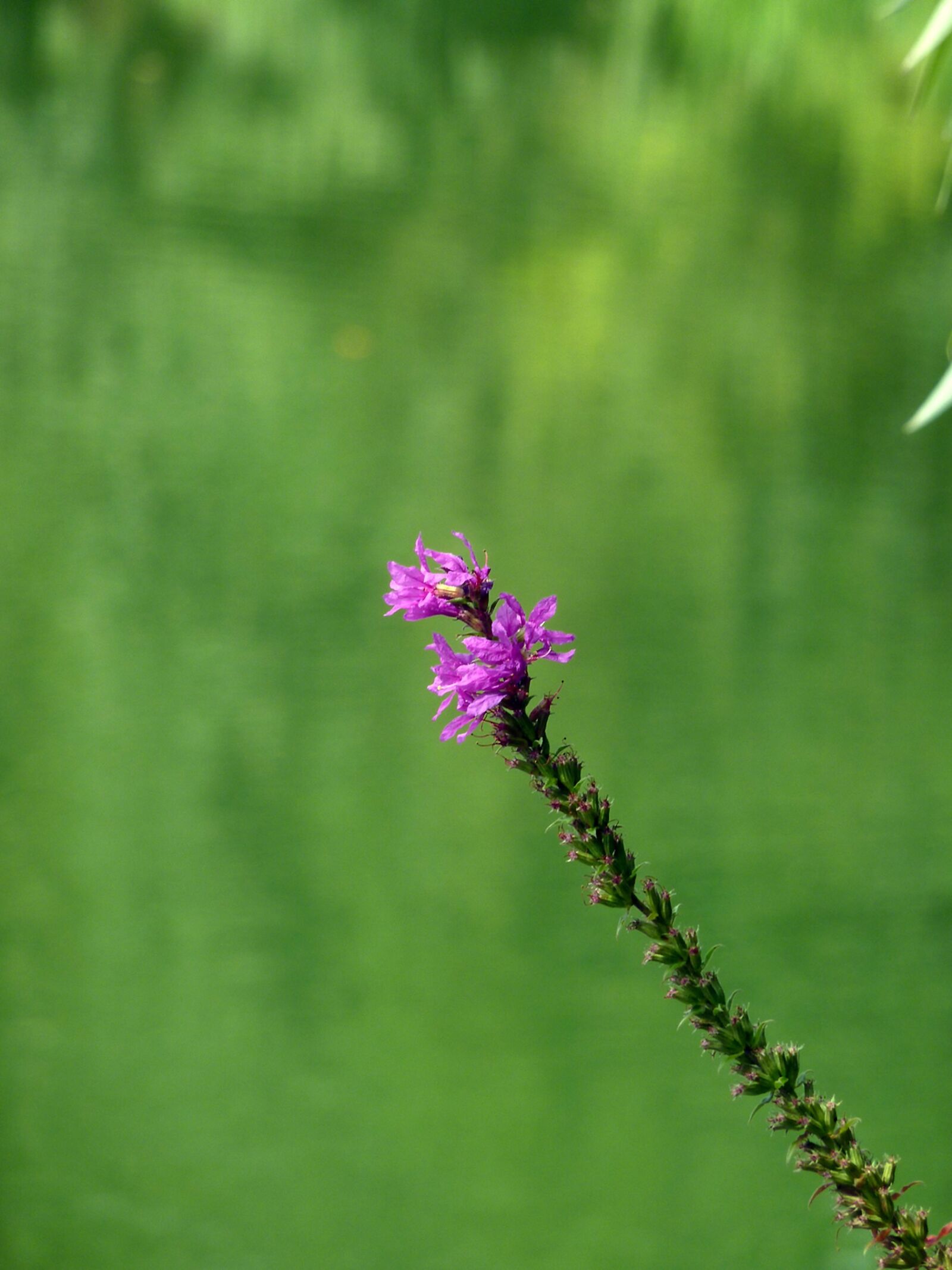 Panasonic DMC-TZ7 sample photo. Flower, blossom, bloom photography