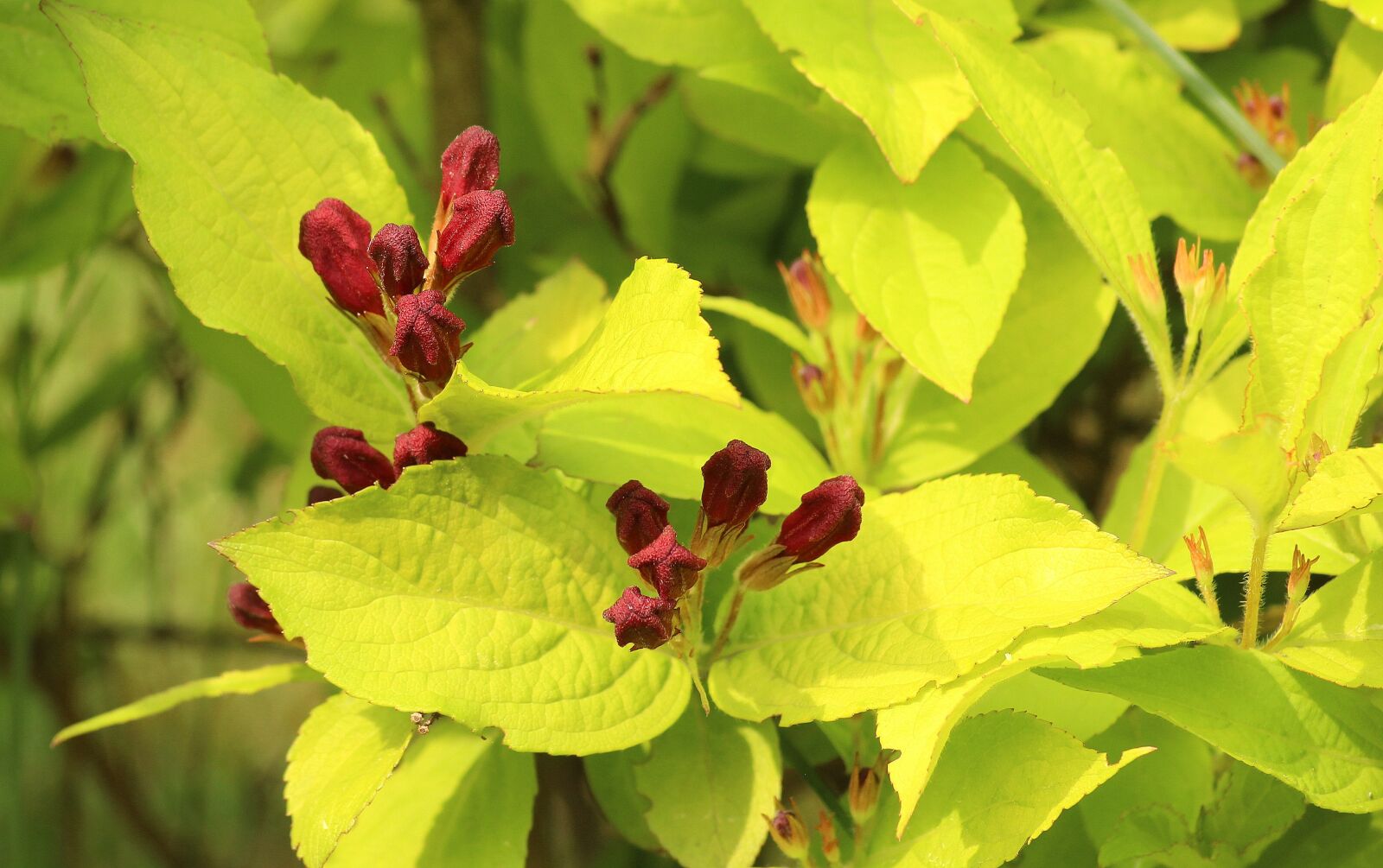 Canon EOS 1200D (EOS Rebel T5 / EOS Kiss X70 / EOS Hi) sample photo. Krzewuszka beautiful, ornamental shrub photography