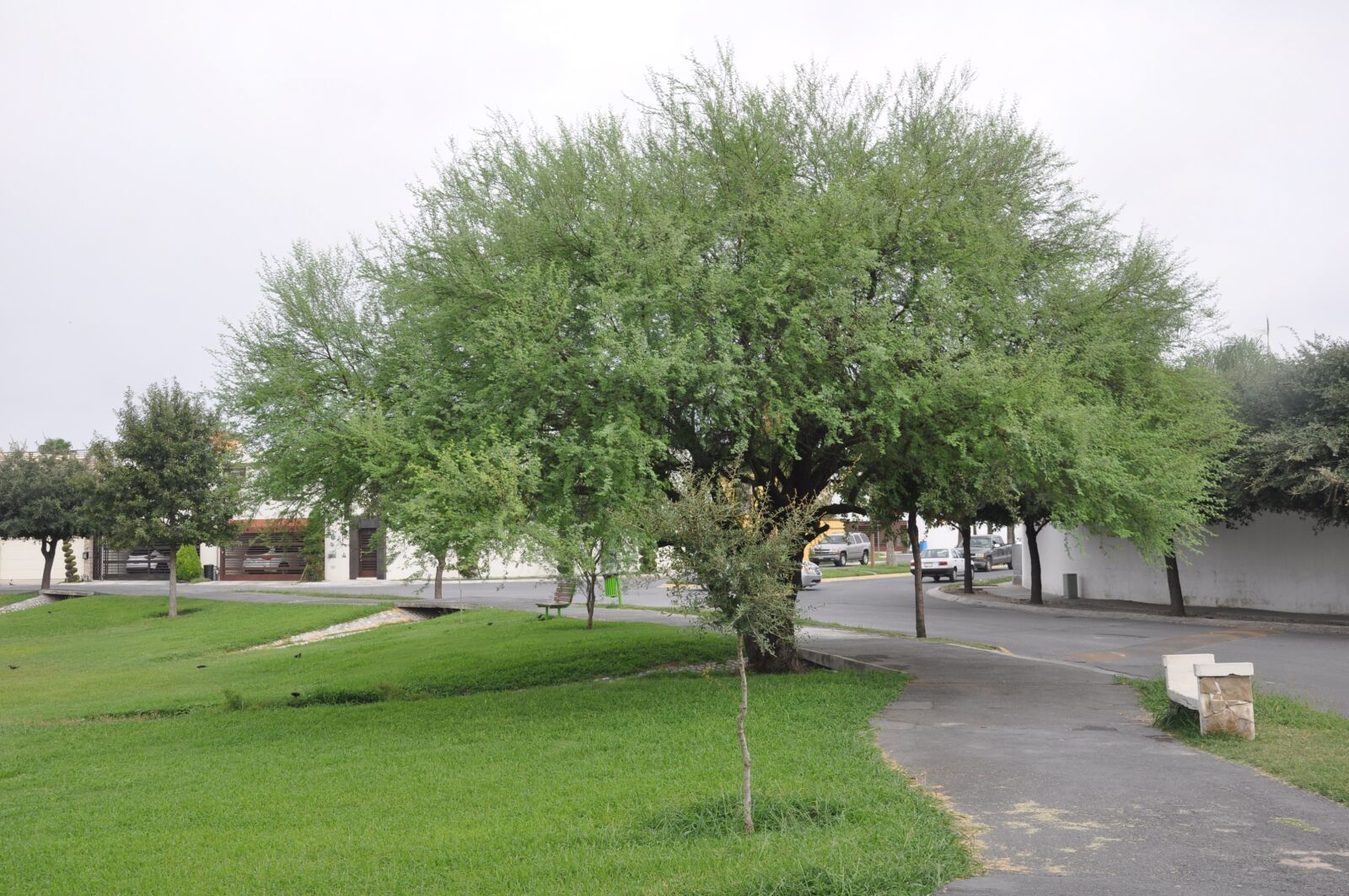 Nikon D90 sample photo. Tree, nature, green photography
