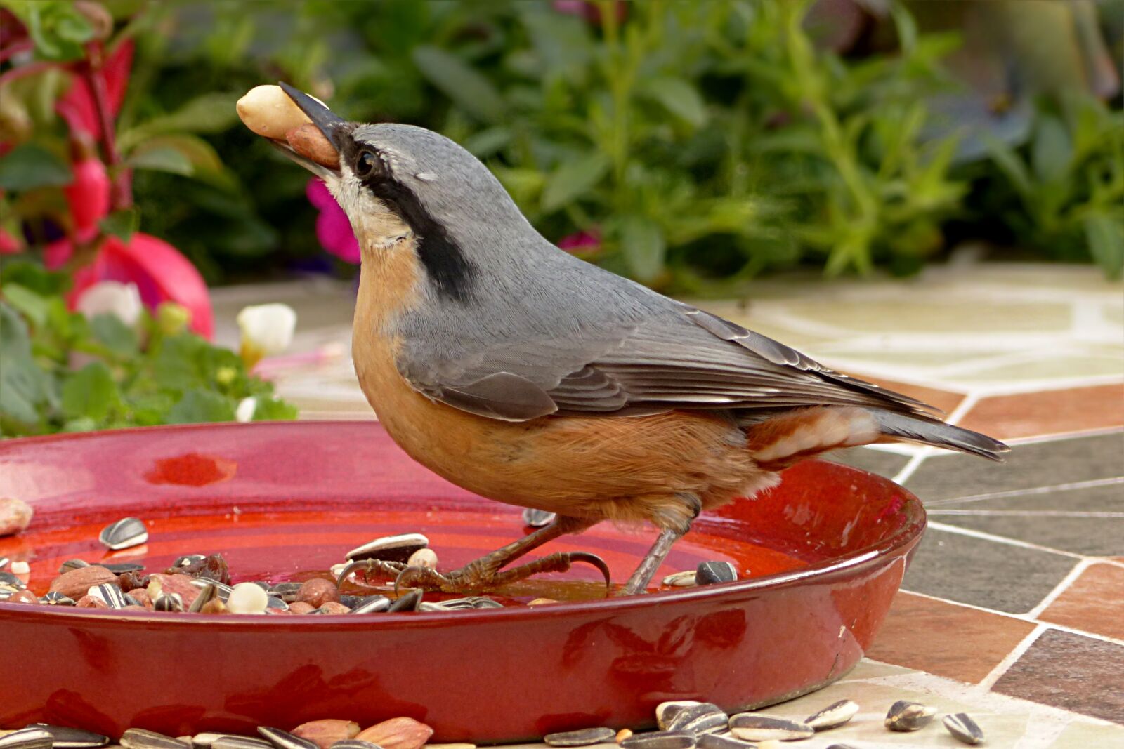Panasonic Lumix DMC-FZ200 sample photo. Animal, bird, kleiber photography