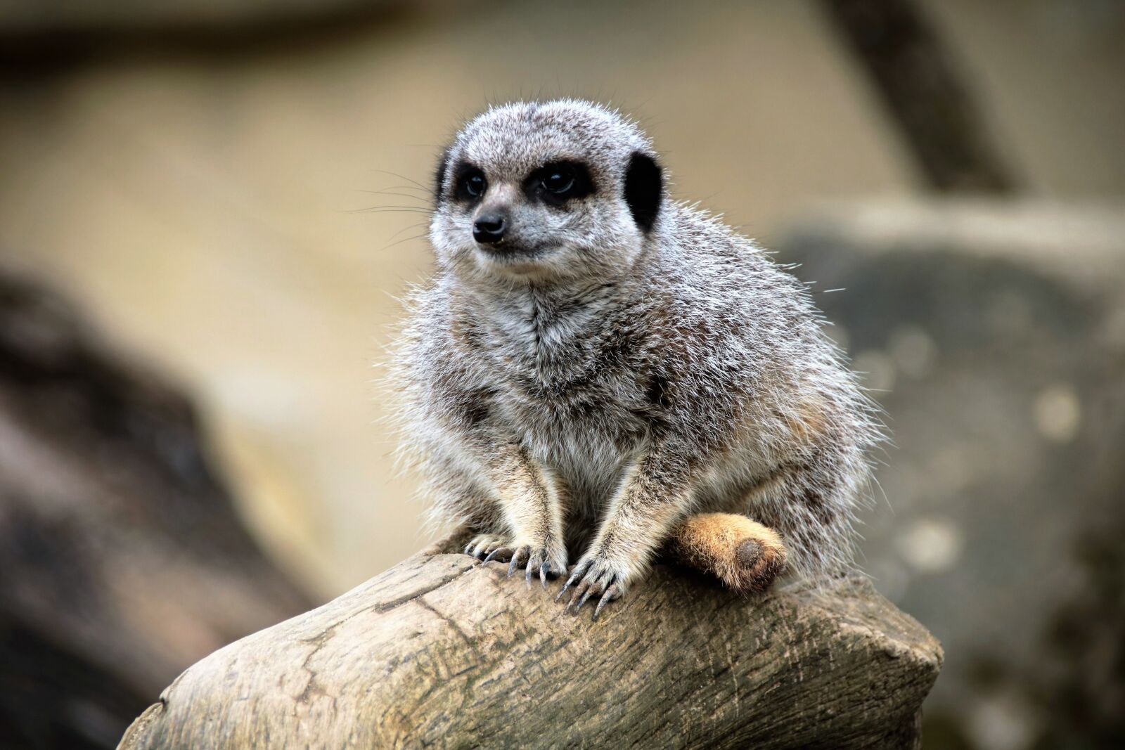 Canon EOS 760D (EOS Rebel T6s / EOS 8000D) sample photo. Meerkat, wild, animal photography