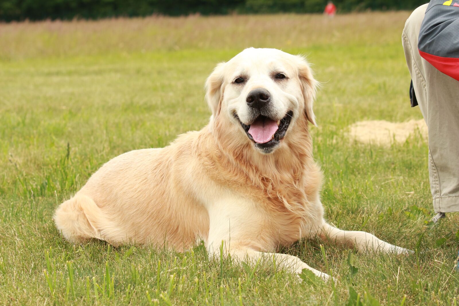 Canon EF 70-300 F4-5.6 IS II USM sample photo. Golden retriever, concerns, space photography