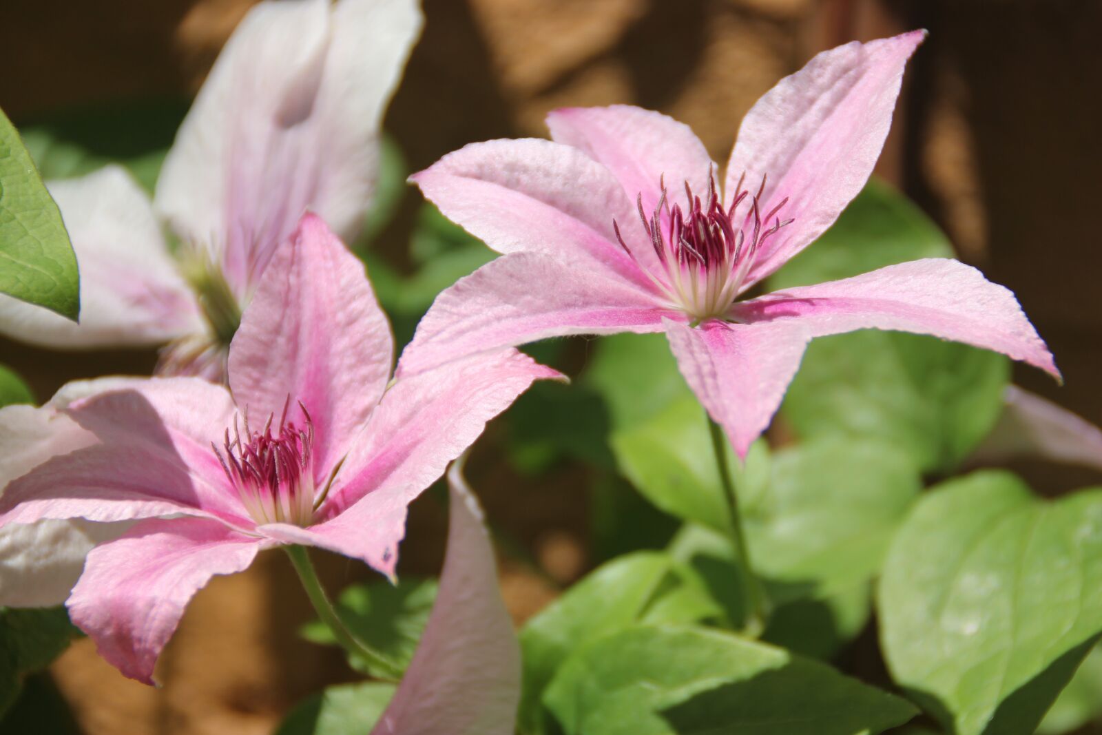 Canon EOS 550D (EOS Rebel T2i / EOS Kiss X4) sample photo. Flower, plant, pink and photography