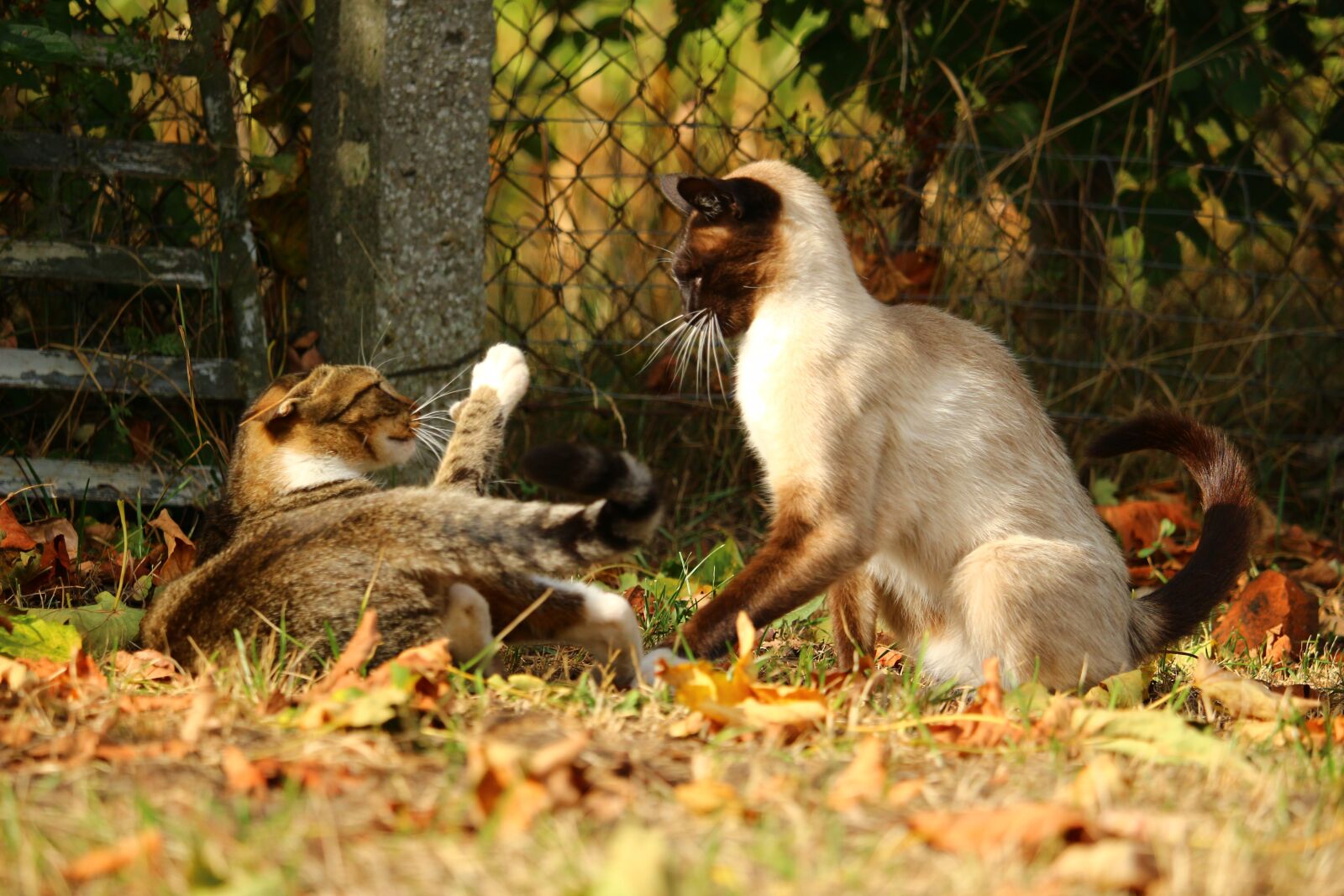 Canon EOS 100D (EOS Rebel SL1 / EOS Kiss X7) sample photo. Cat, siam, domestic cat photography