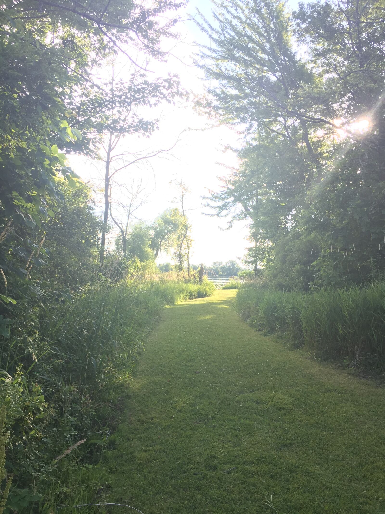 iPhone 6 back camera 4.15mm f/2.2 sample photo. Grass, grass, trail, trail photography