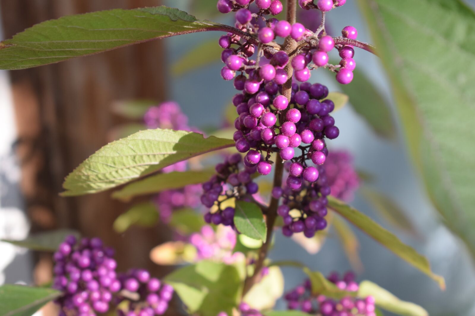 Nikon D3300 sample photo. Glasbär, bush, perennial photography