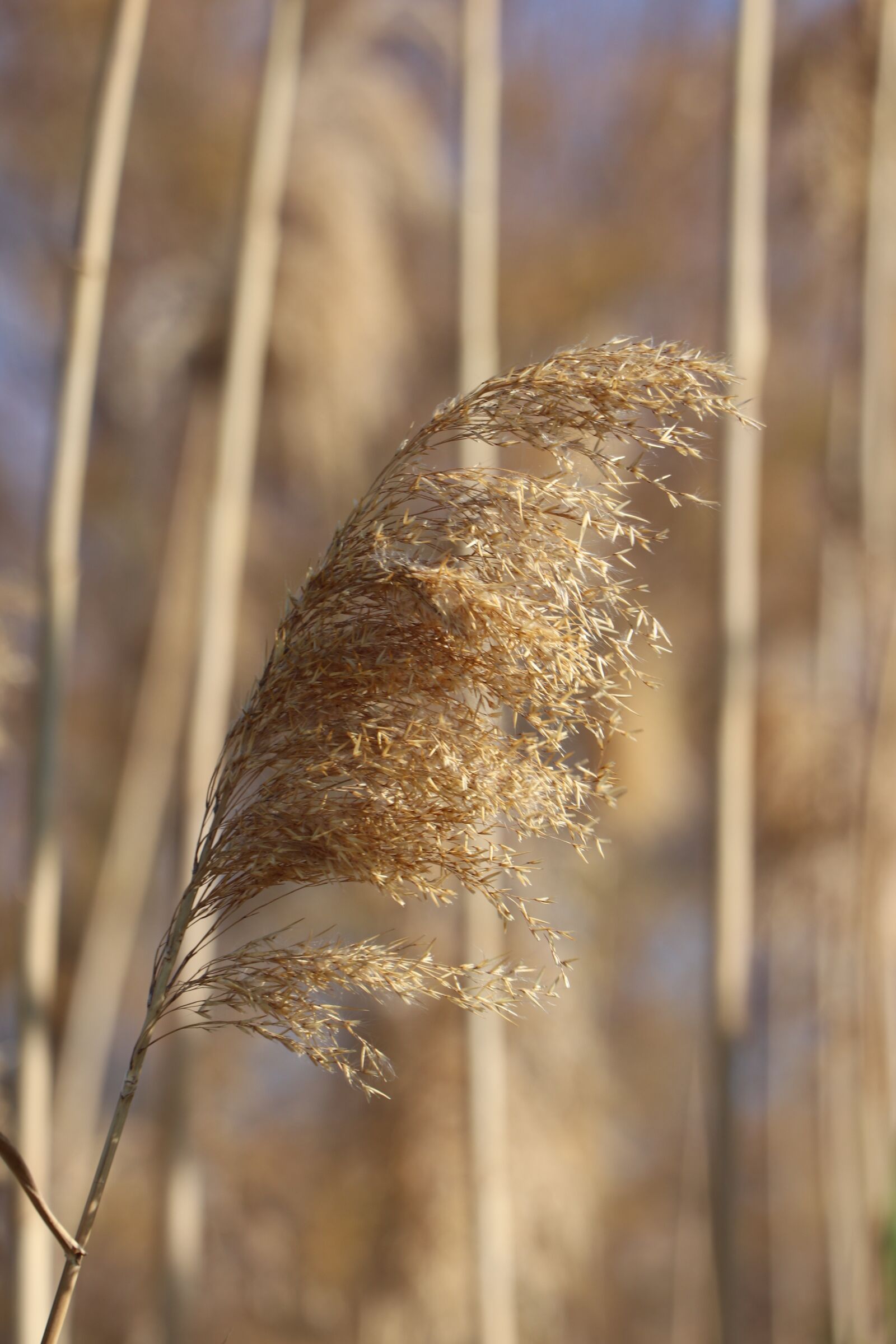 Canon EOS 77D (EOS 9000D / EOS 770D) sample photo. Carrizo, nature, valley photography